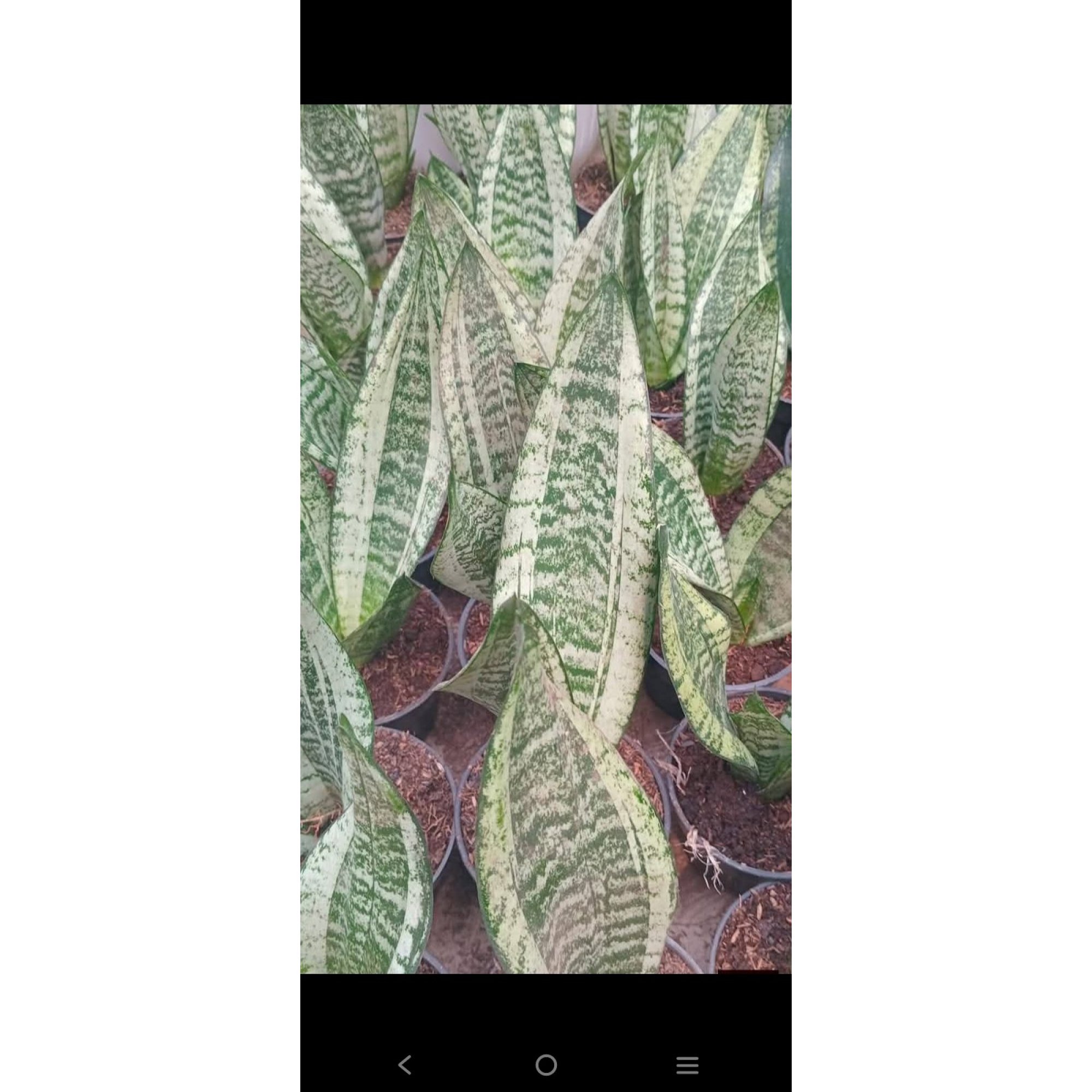 2425. Sanseveria Moonshine Casper 10pcs
