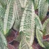 Sanseveria Moonshine Casper 10pcs
