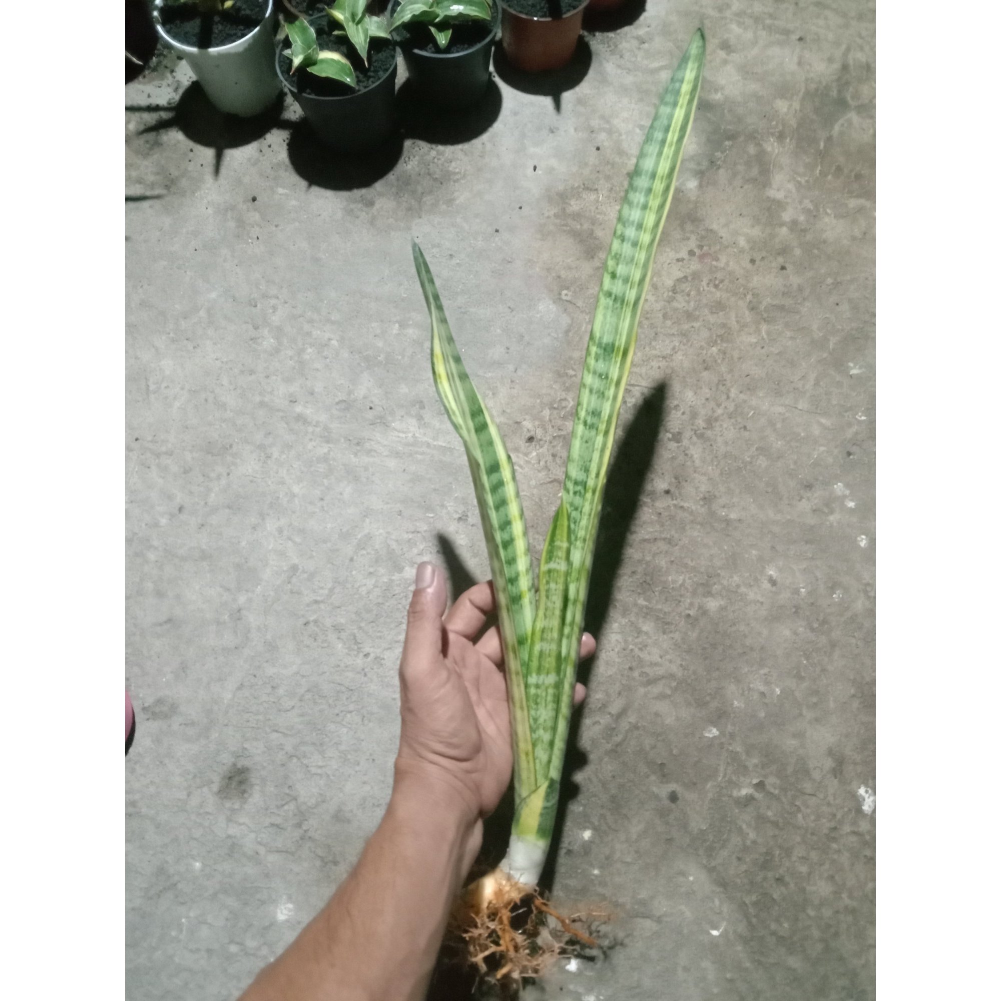 2411. Sanseveria Parva Stick Varigated