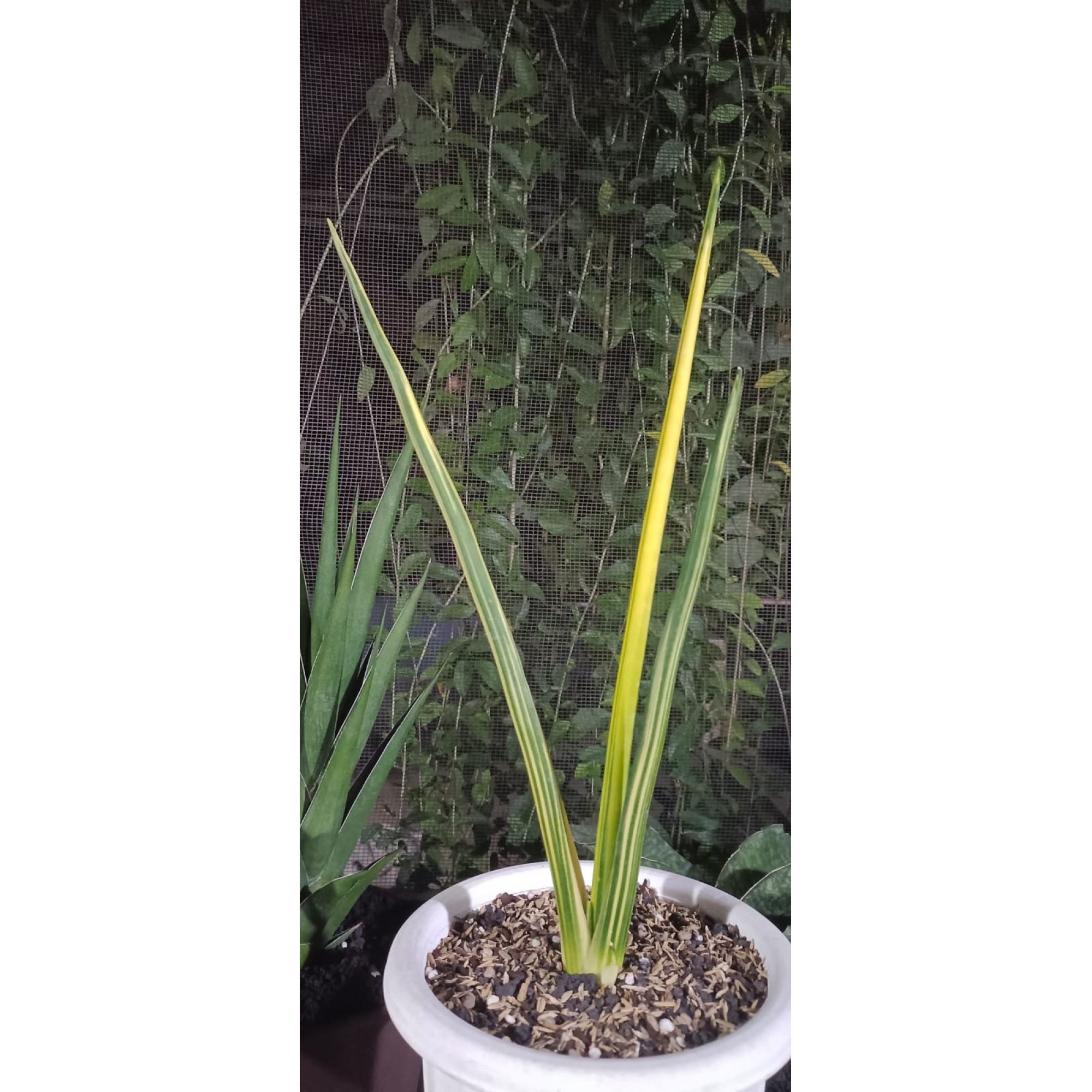 Sanseveria Pensil /erythrea Varigated, real feature image plant.