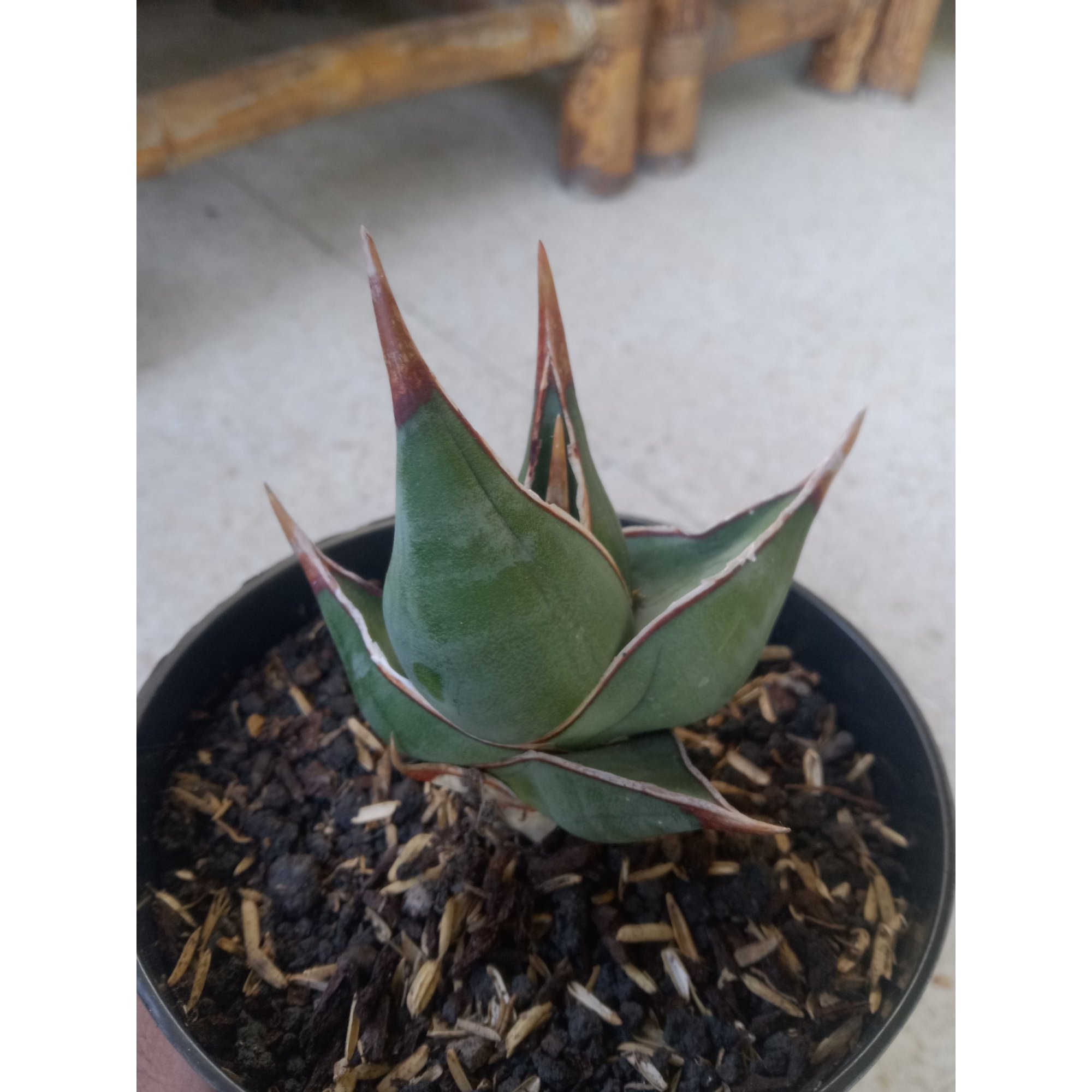 Sanseveria Pinguin Dagger, real feature image plant.