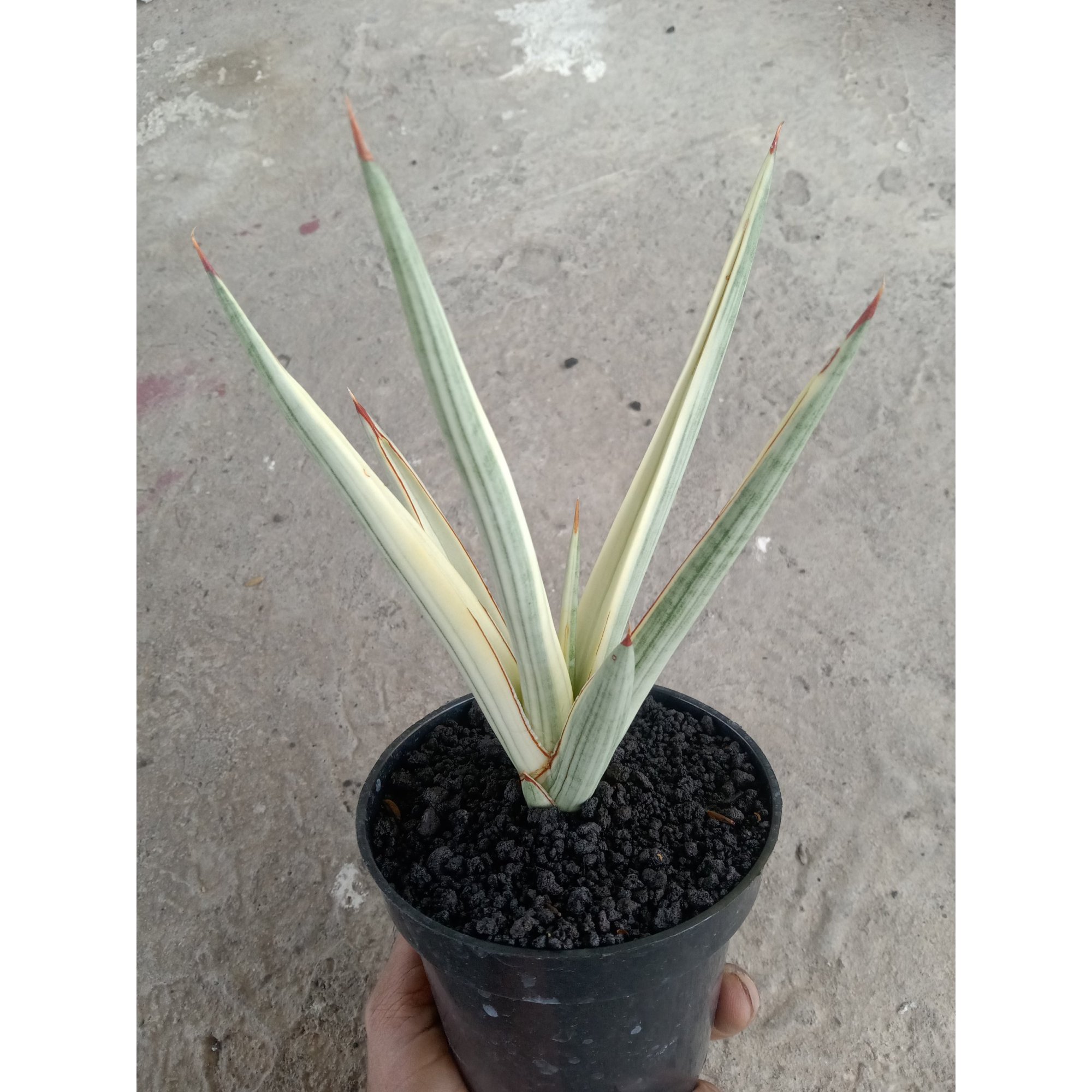 2409. Sanseveria Royal Crown White Aurea Varigated