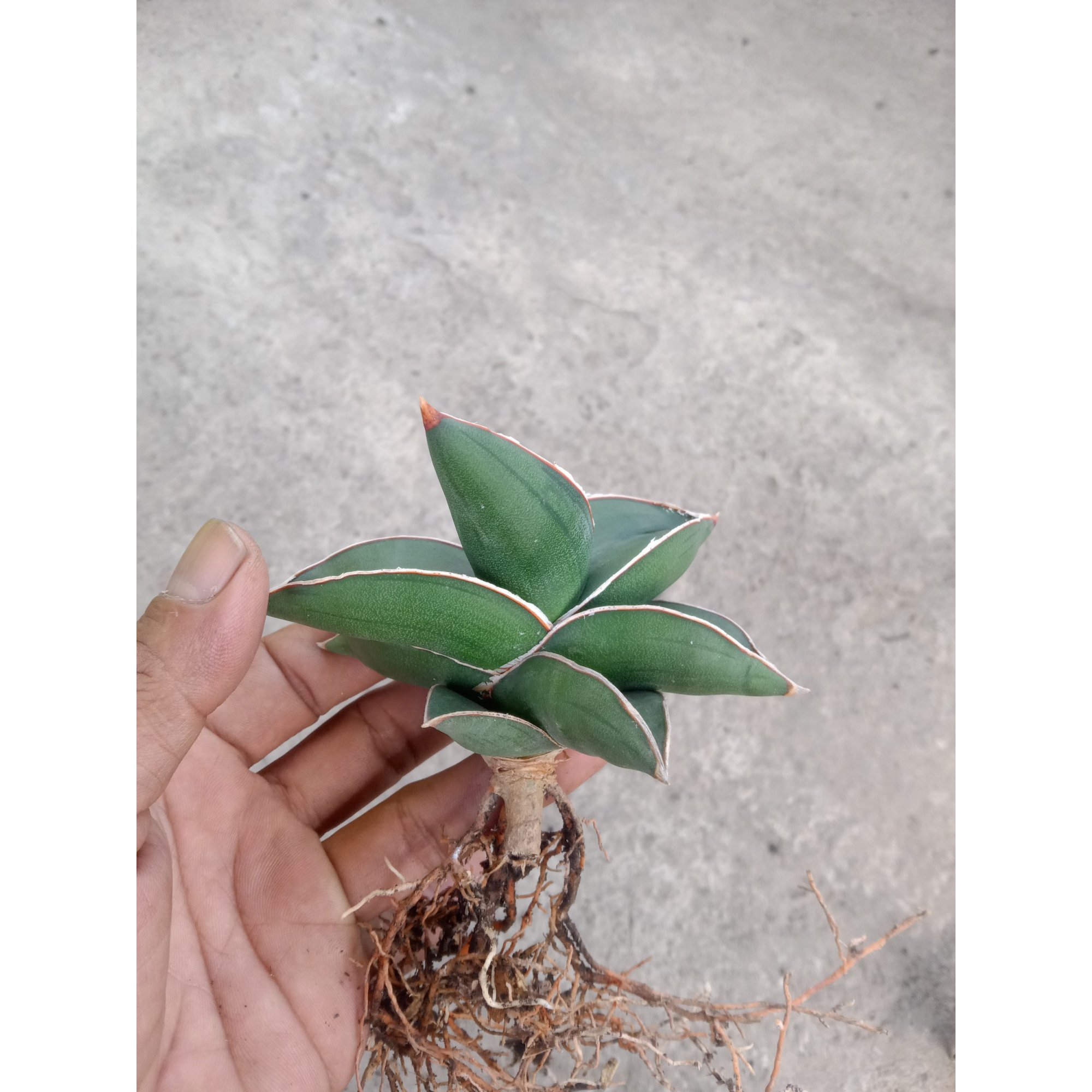 Sanseveria Samurai Draft, real feature image plant.
