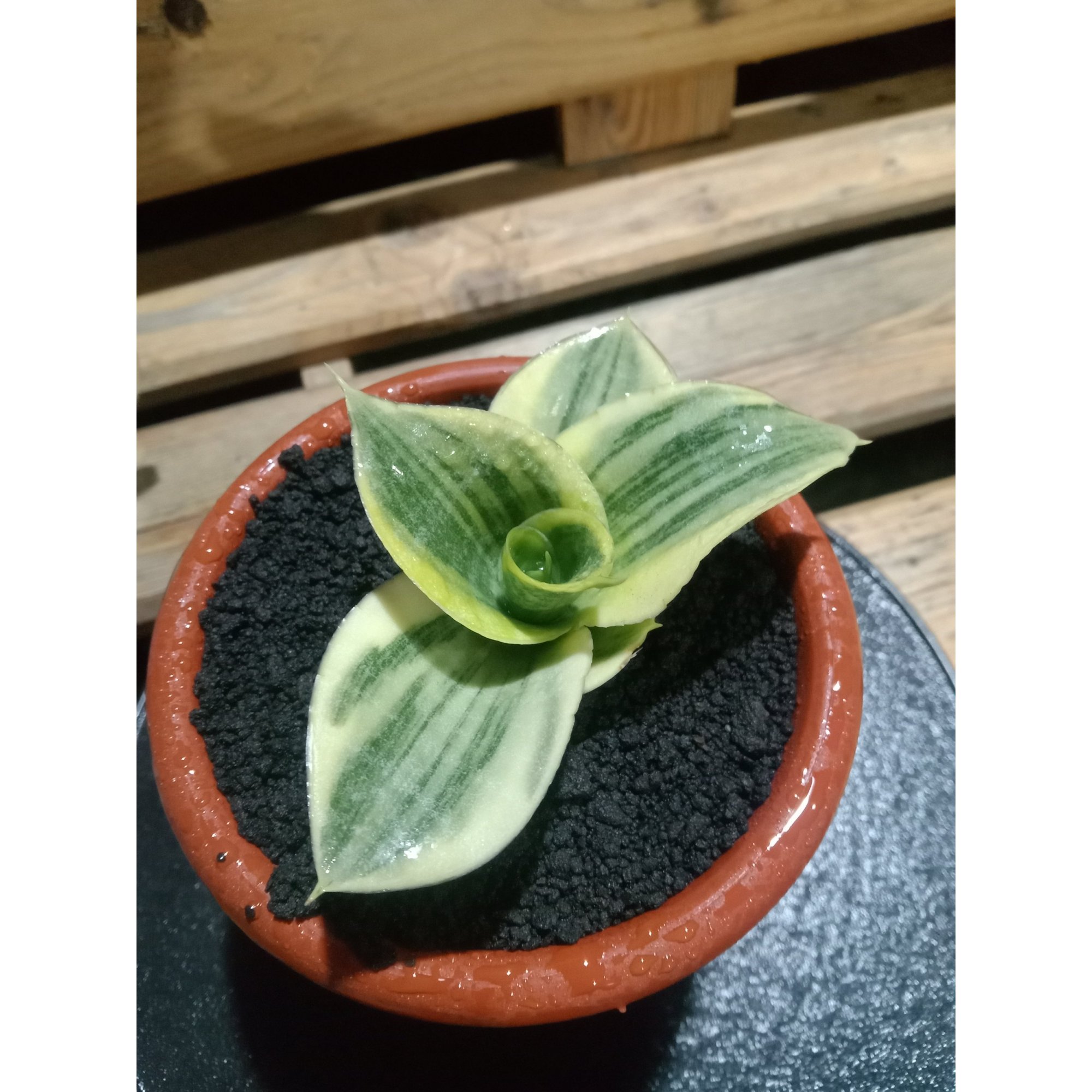2440. Sanseveria Sengkuni Varigated