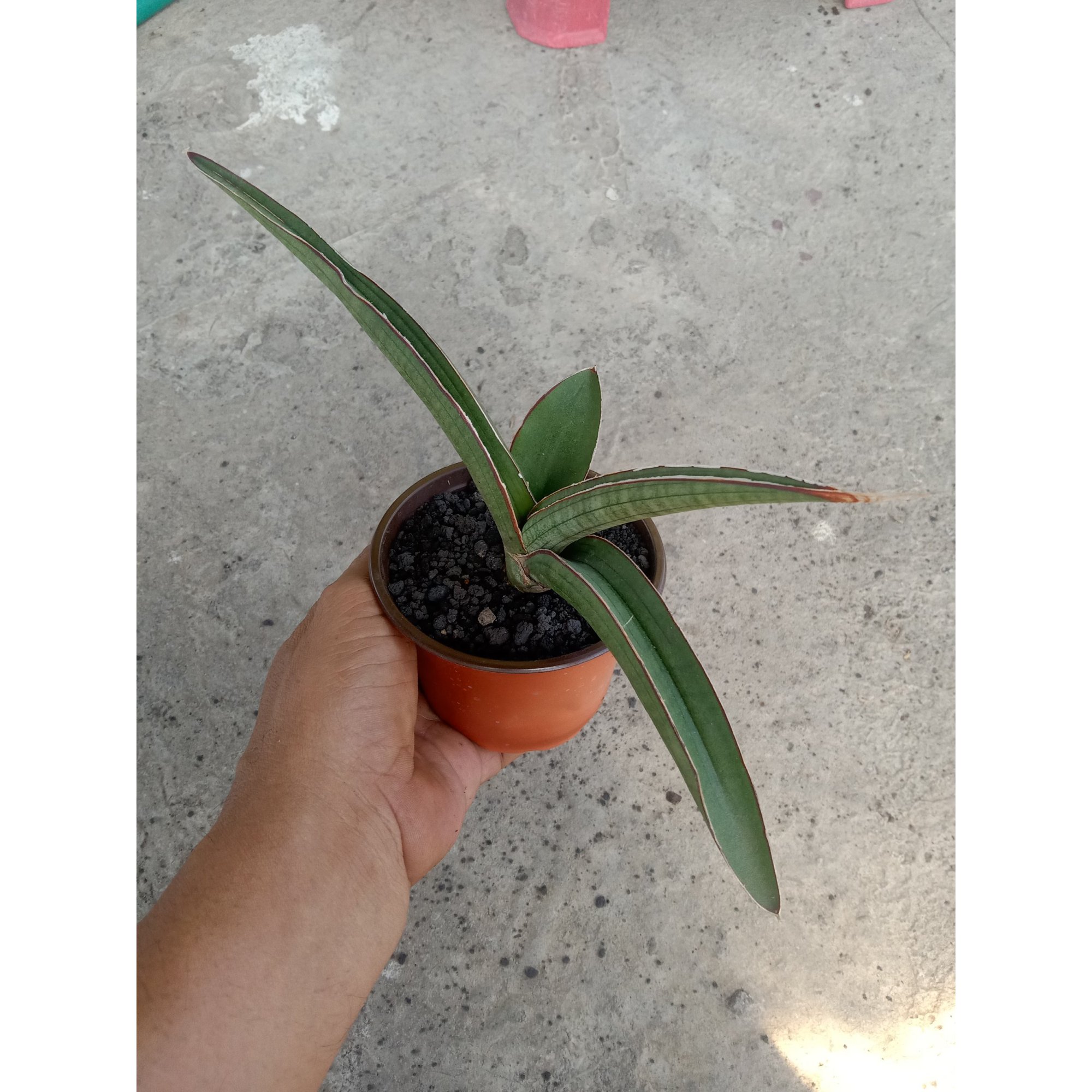 Sanseveria Sp Angola, real feature image plant.