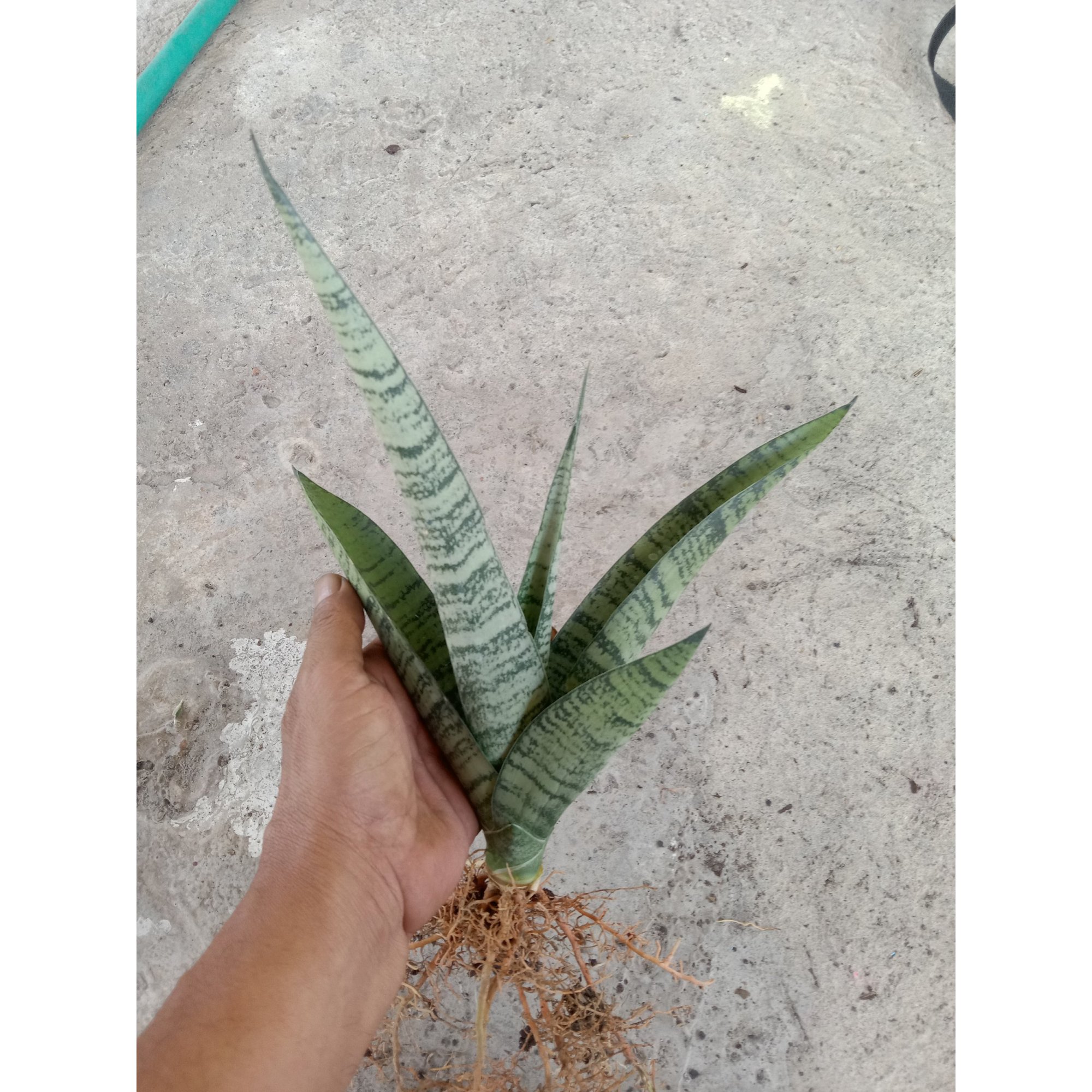 Sanseveria Spider, real feature image plant.