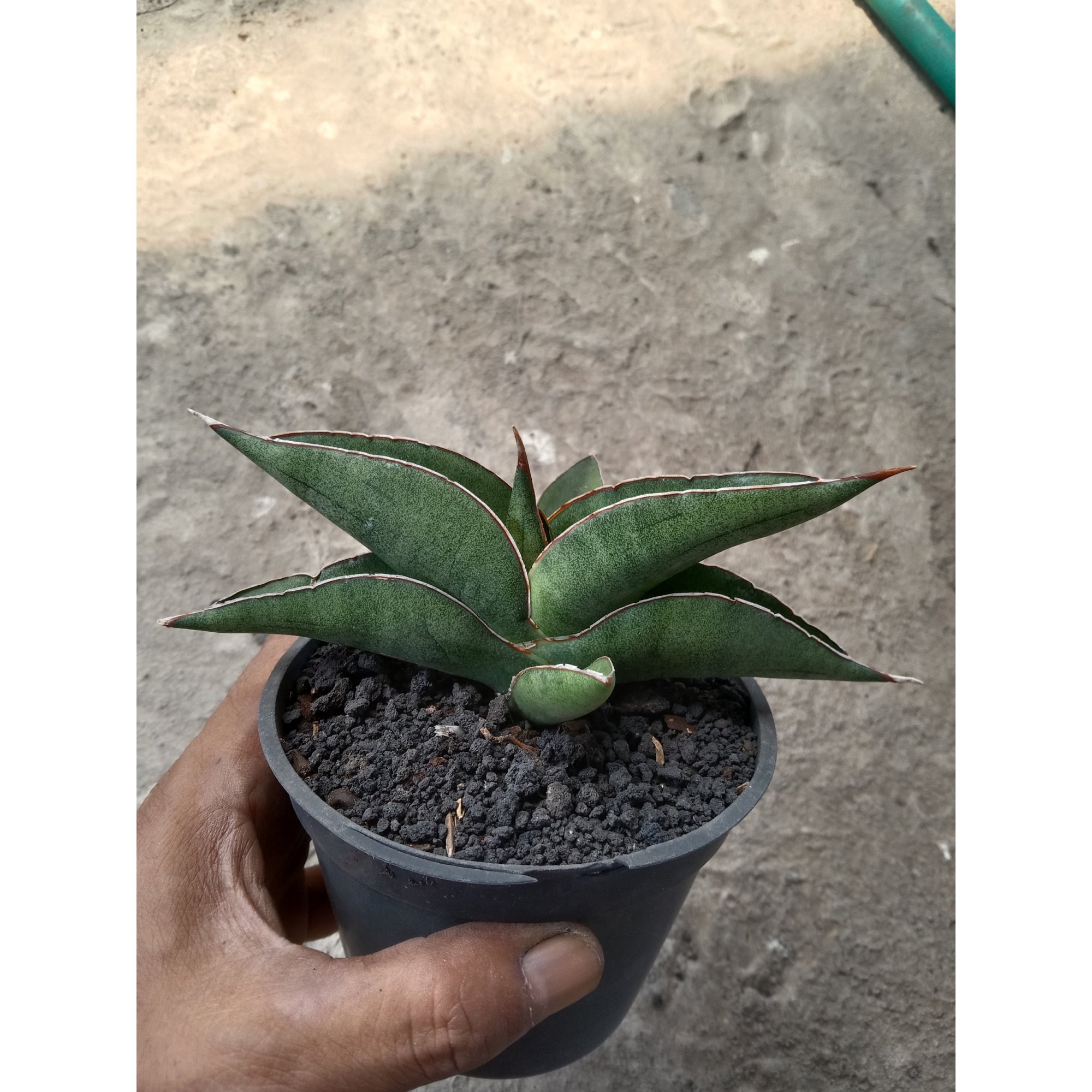 Sanseveria Supermacy, real feature image plant.