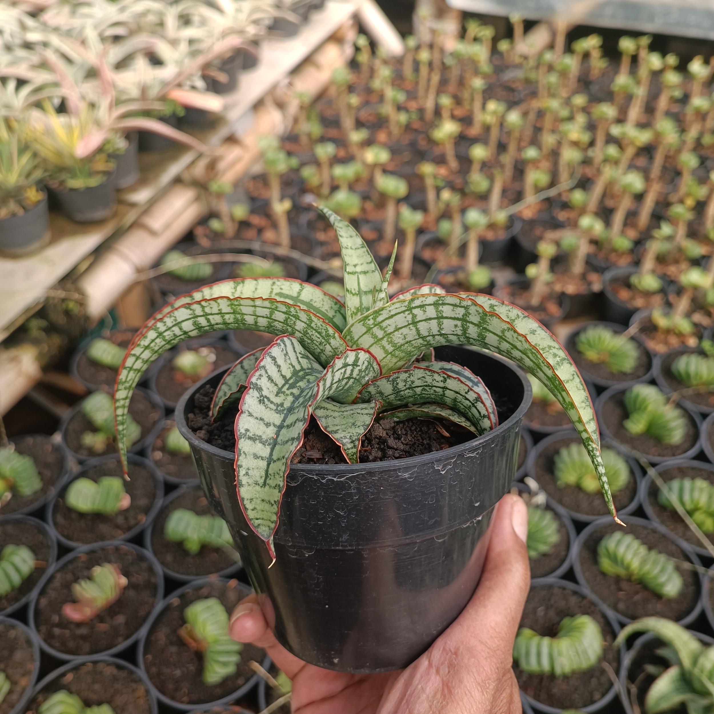 Sansevieria Arboyo, real gallery image #1 plants.
