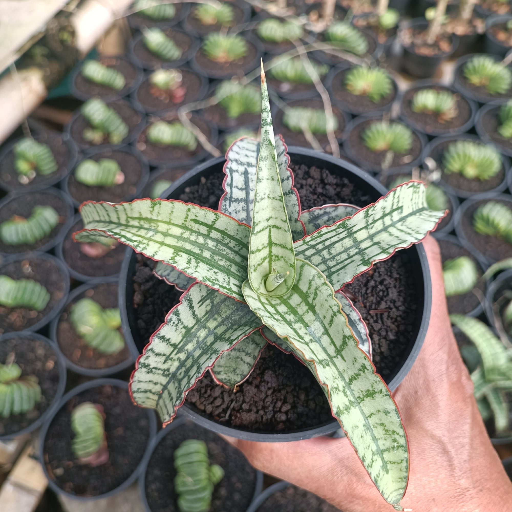Sansevieria Arboyo, real feature image plant.