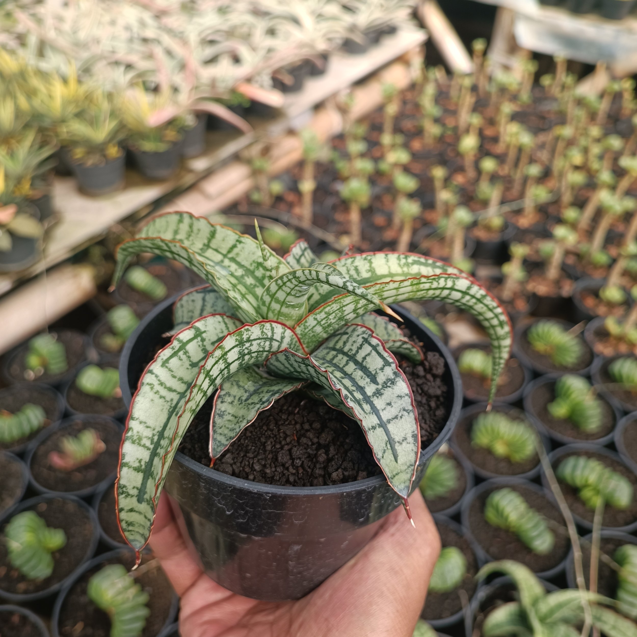 kaktus.id