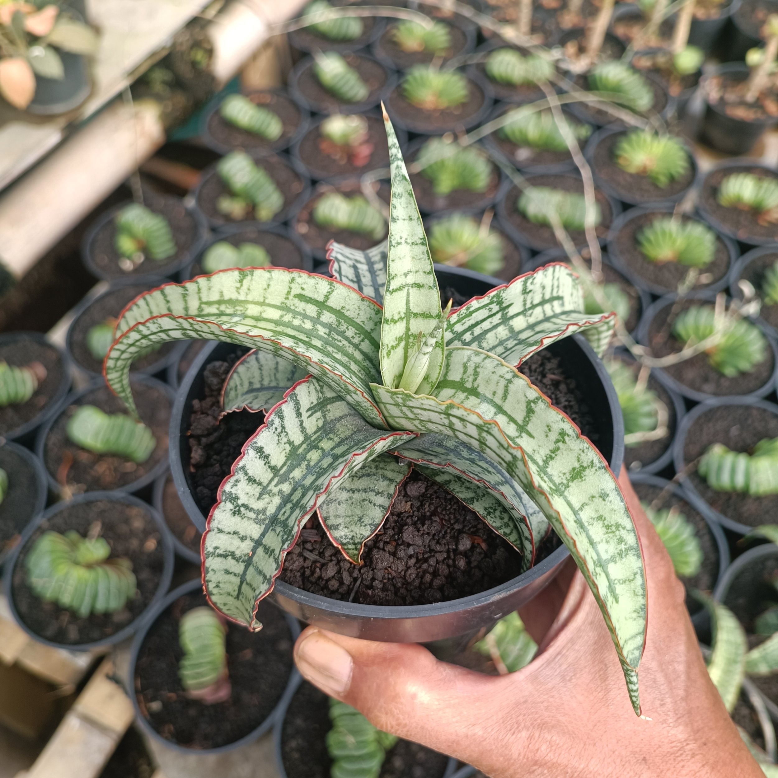 kaktus.id