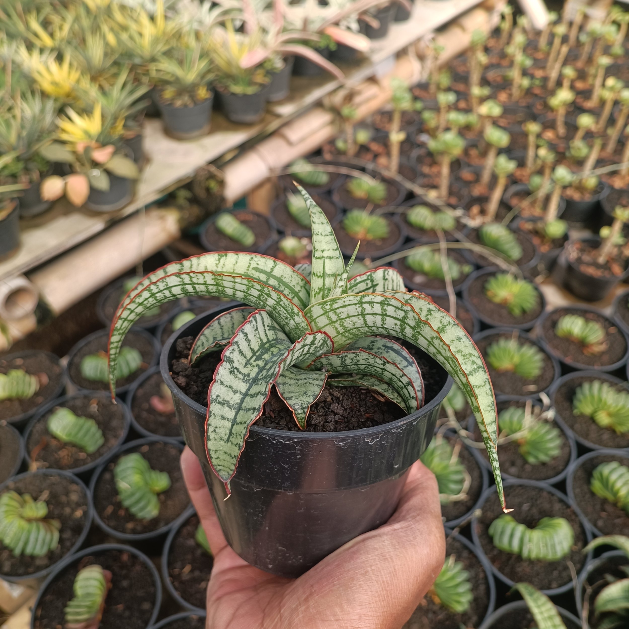 kaktus.id