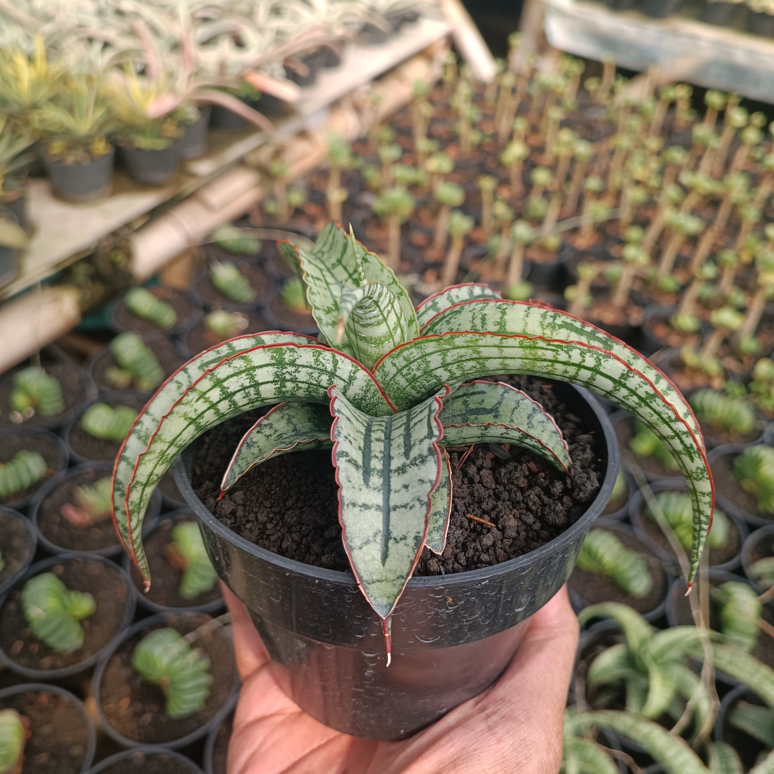 kaktus.id