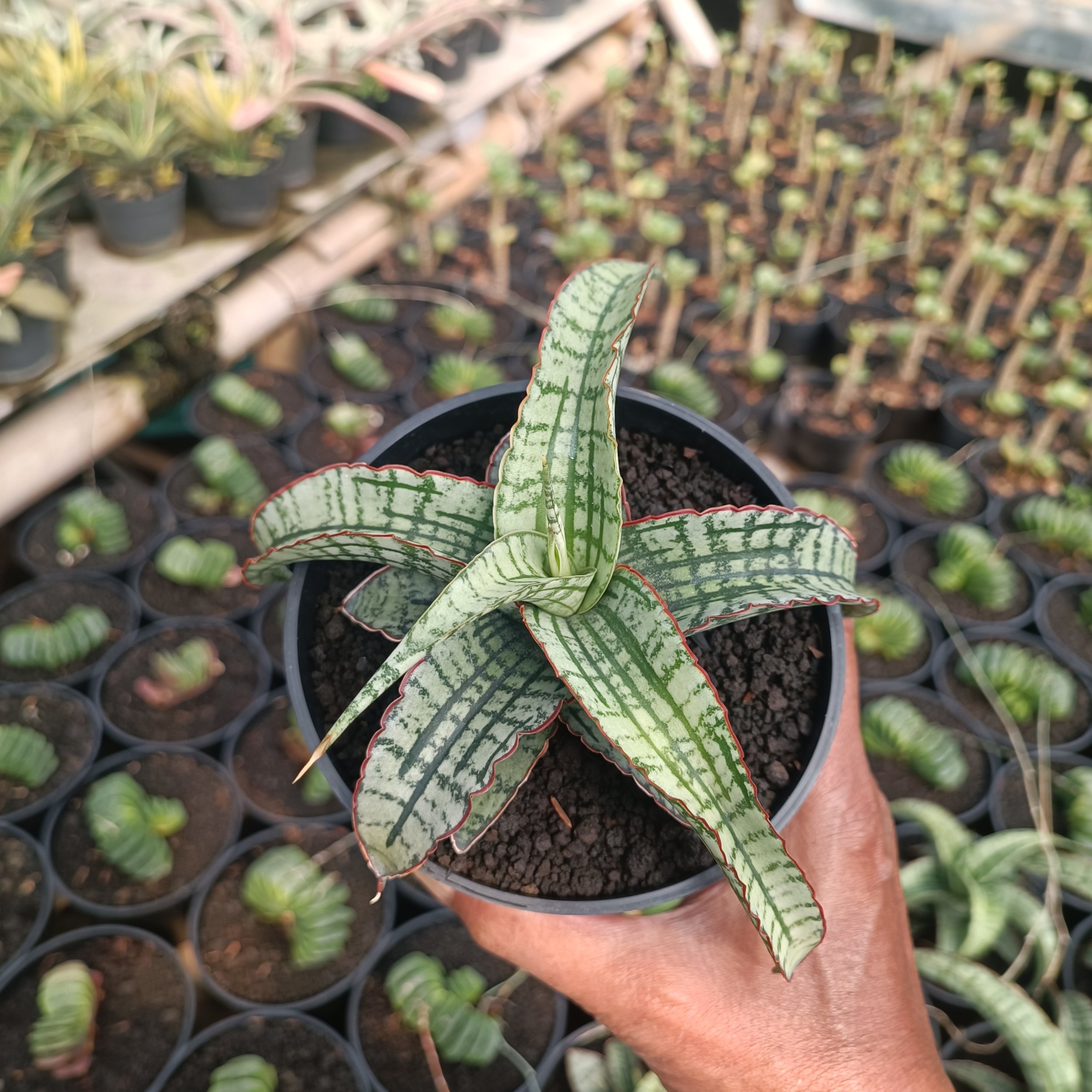 kaktus.id
