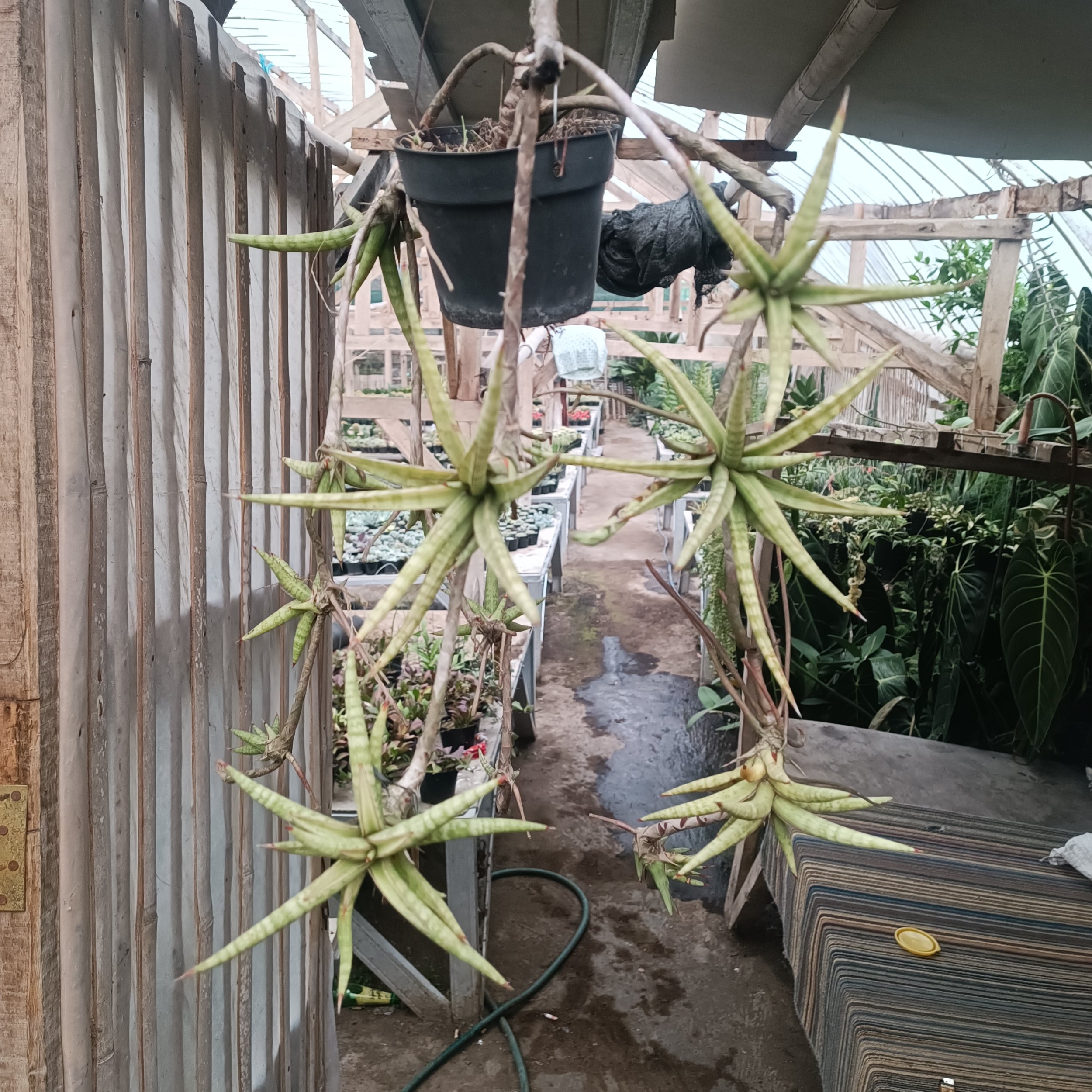 Sansevieria Balii Mini size 50 cm, real gallery image #1 plants.