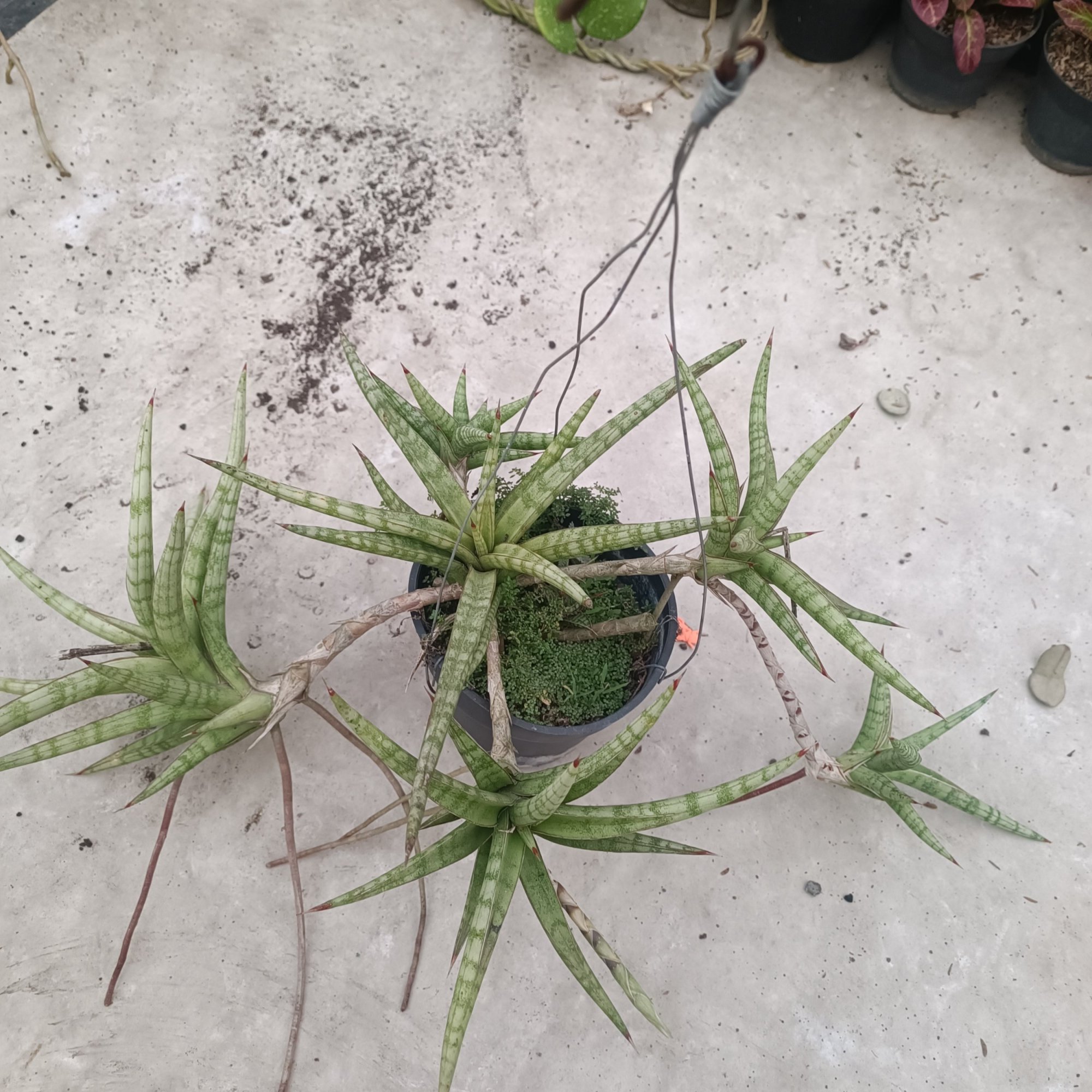 Sansevieria Balii Mini size 50 cm, real feature image plant.