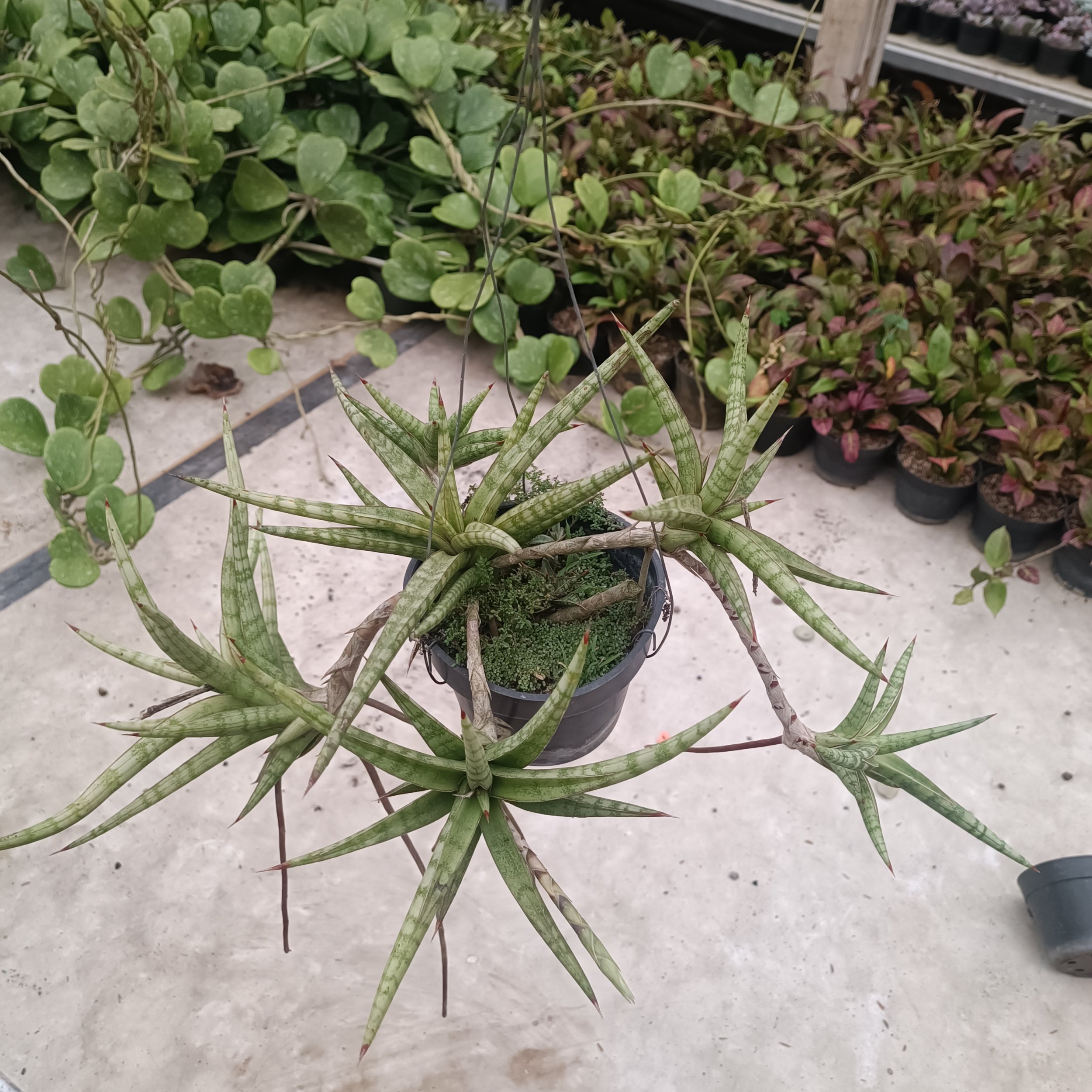 kaktus.id