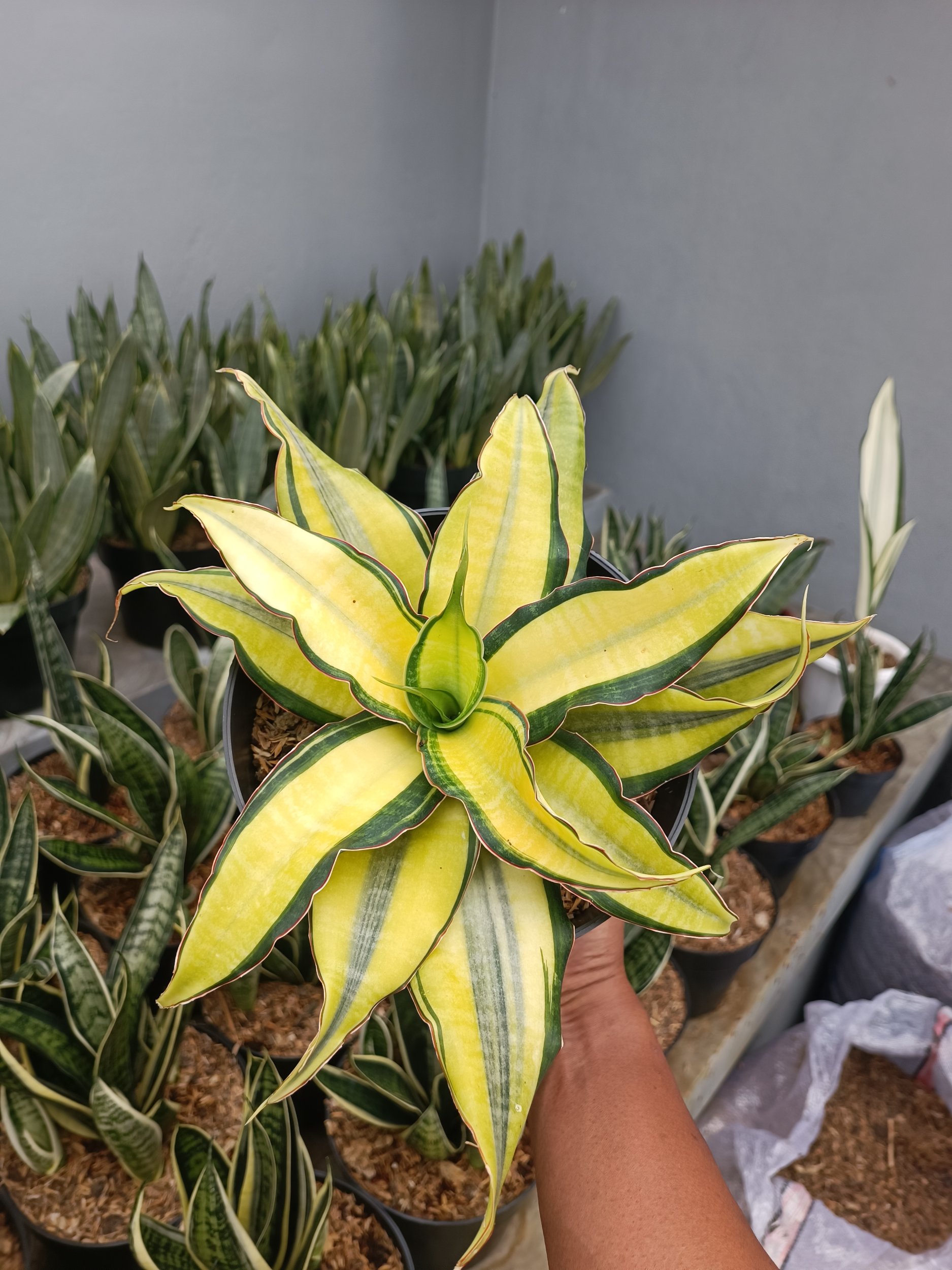 Sansevieria Black Rose, real gallery image #1 plants.