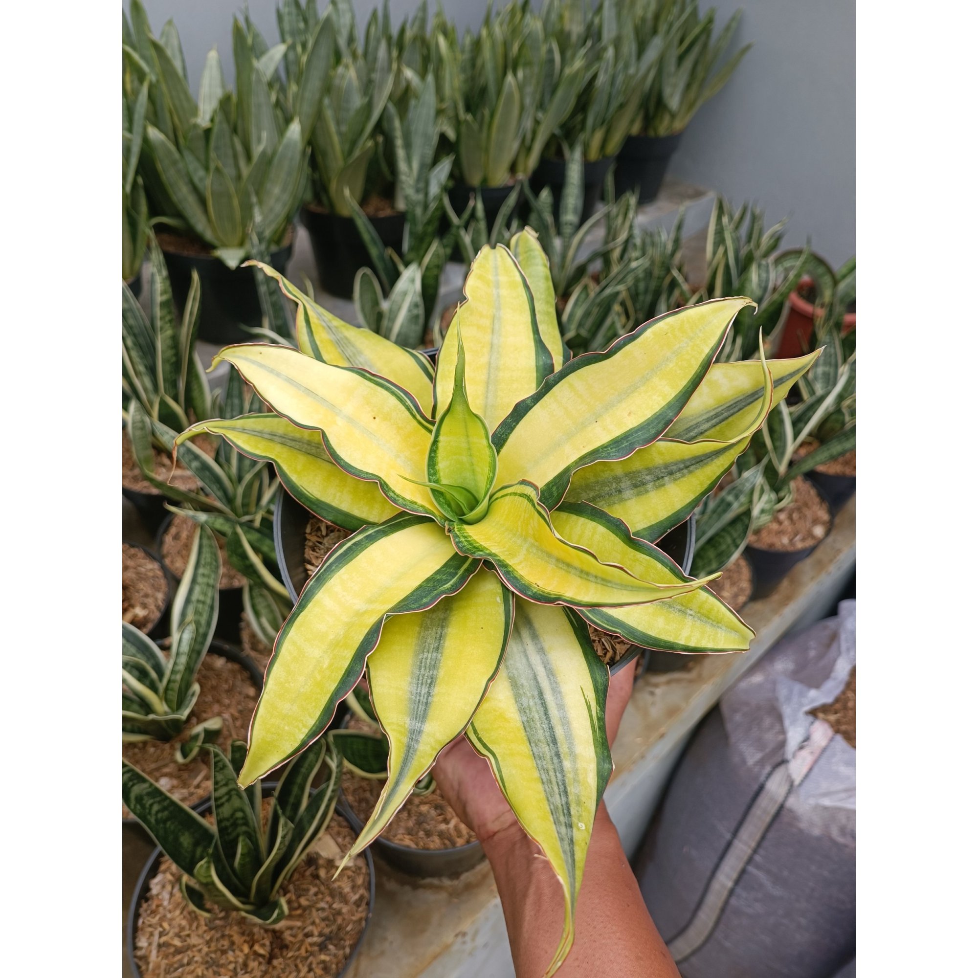 Sansevieria Black Rose, real feature image plant.