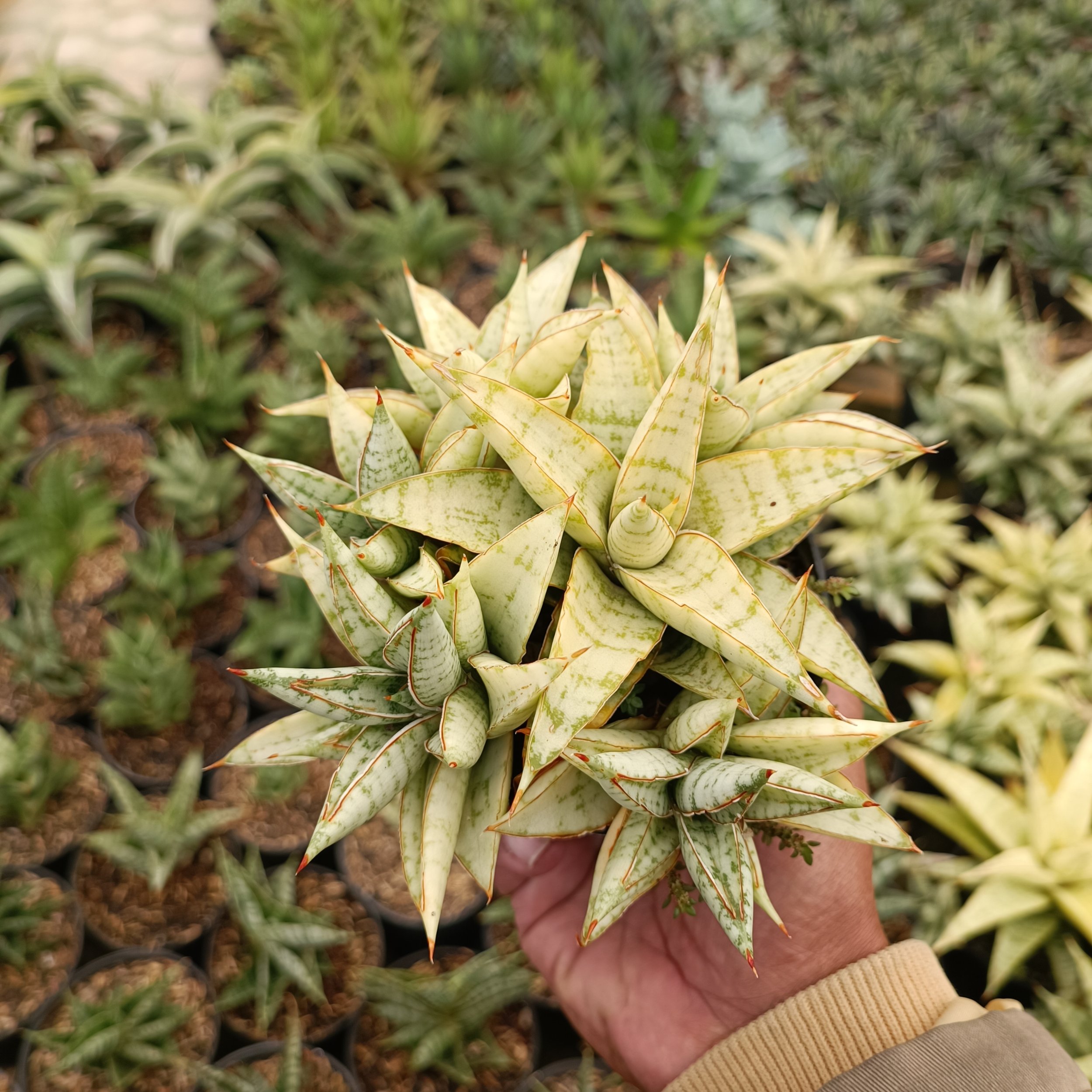 Sansevieria Blue Ice Cluster, real gallery image #1 plants.