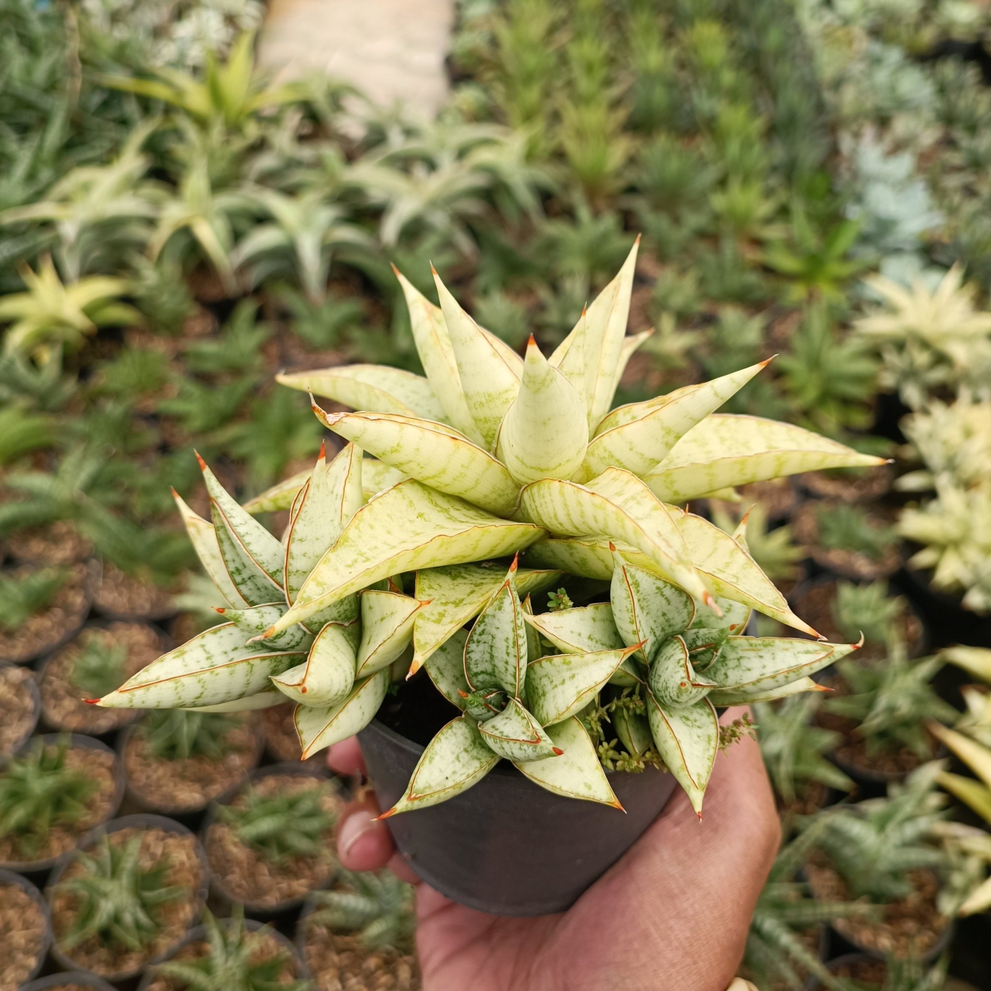 Sansevieria Blue Ice Cluster, real feature image plant.