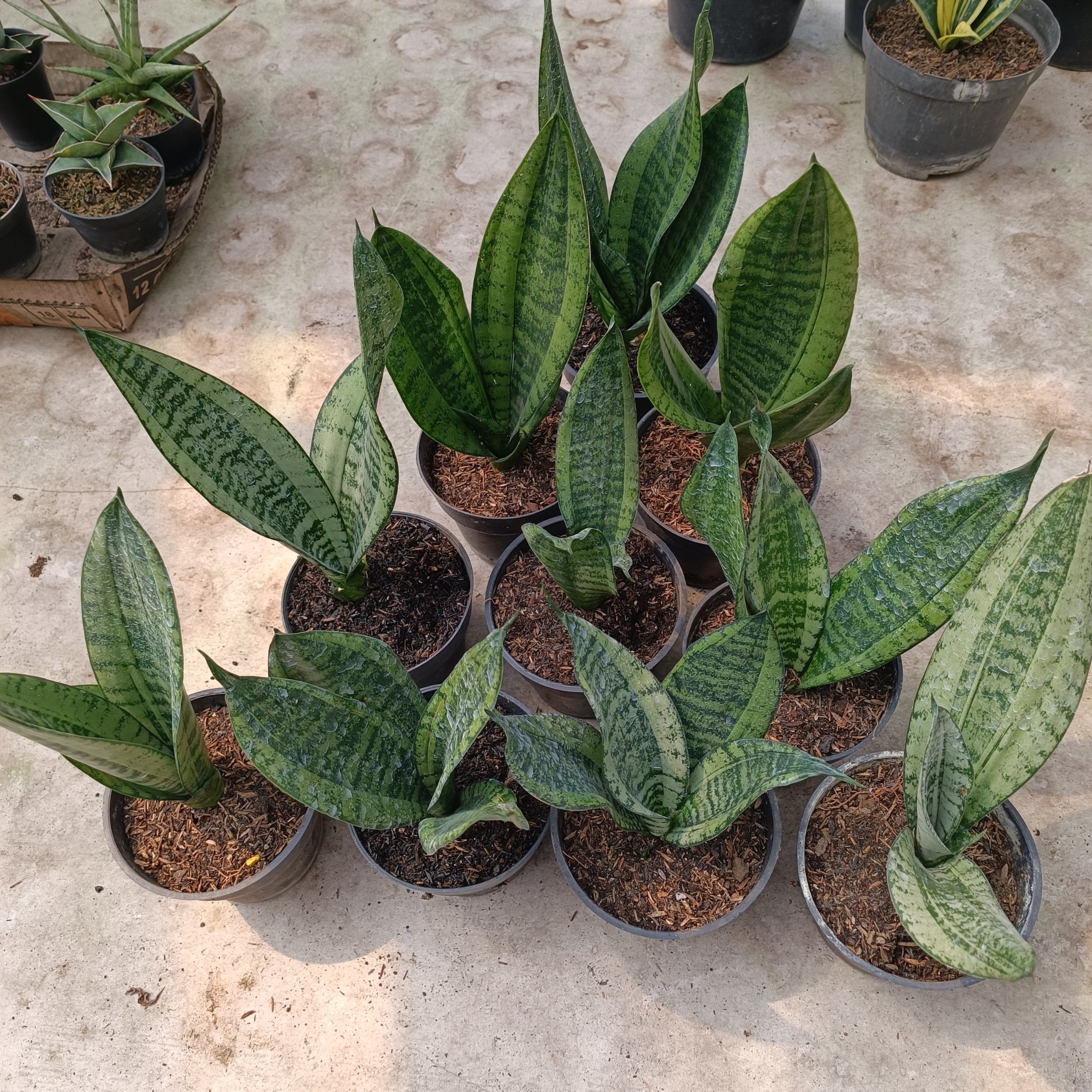 Sansevieria Casper, real gallery image #1 plants.