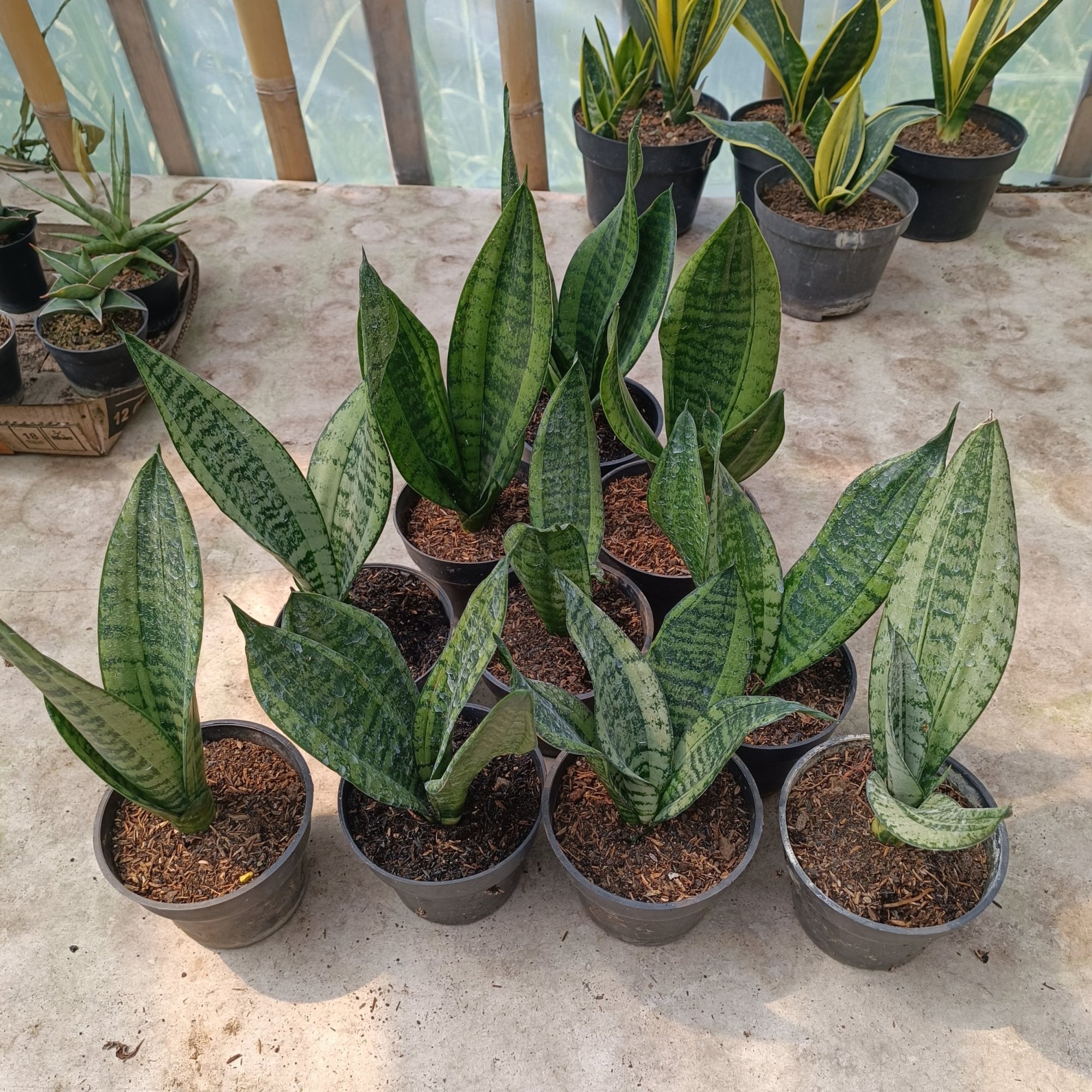 Sansevieria Casper, real feature image plant.