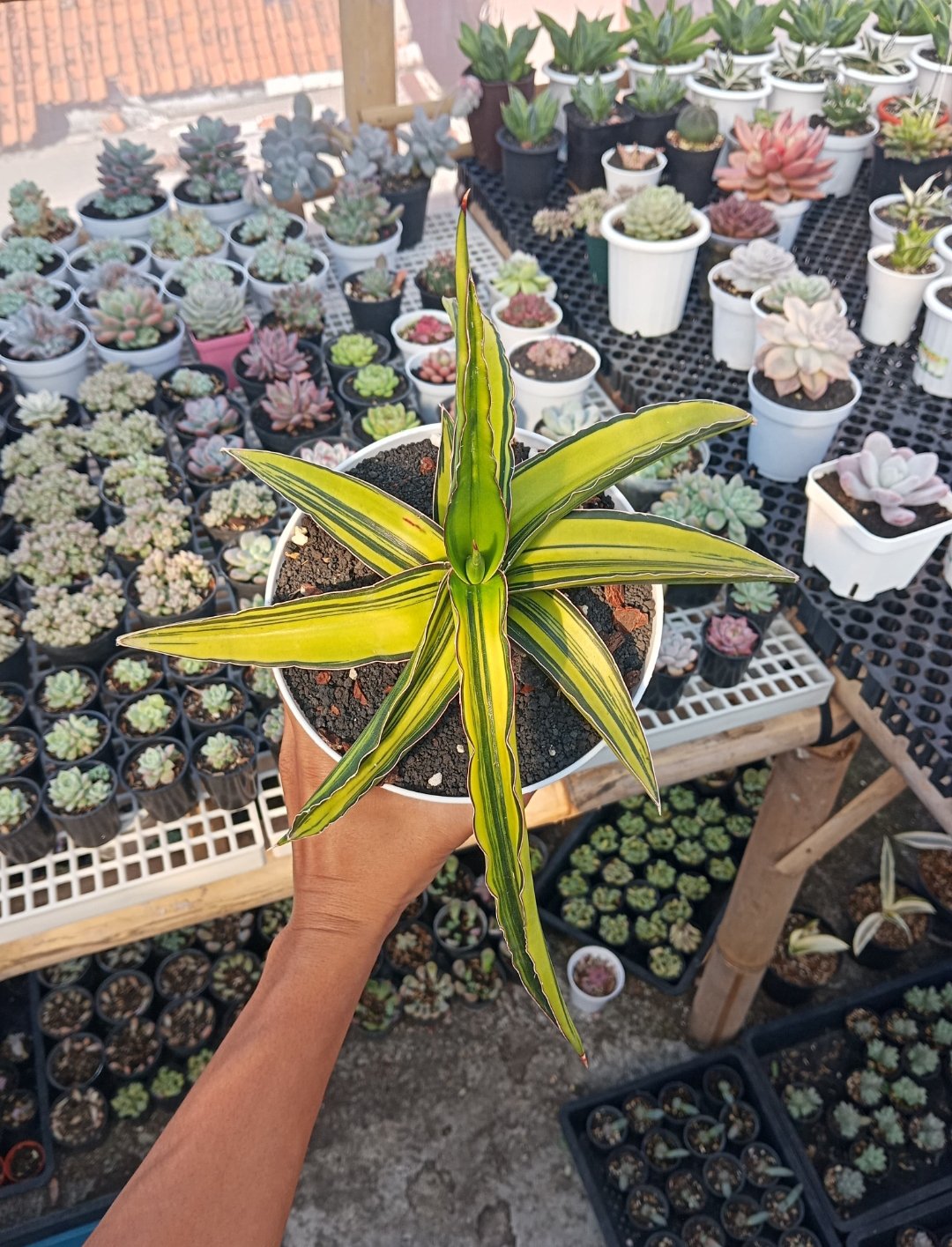 Sansevieria Dgc, real gallery image #1 plants.
