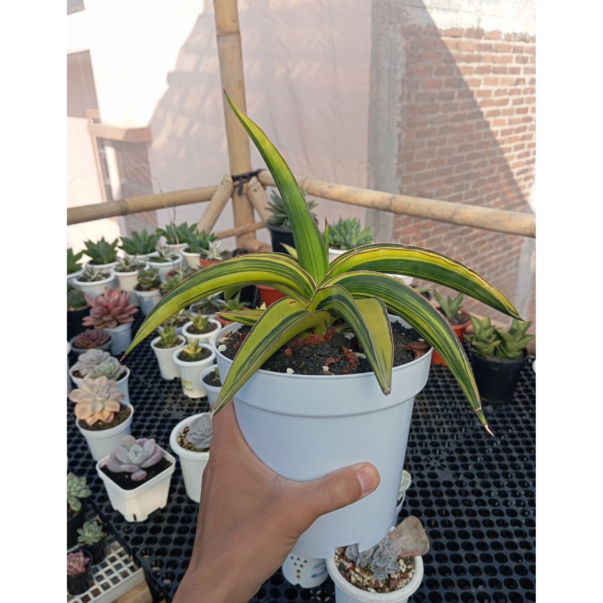 Sansevieria Dgc, real feature image plant.