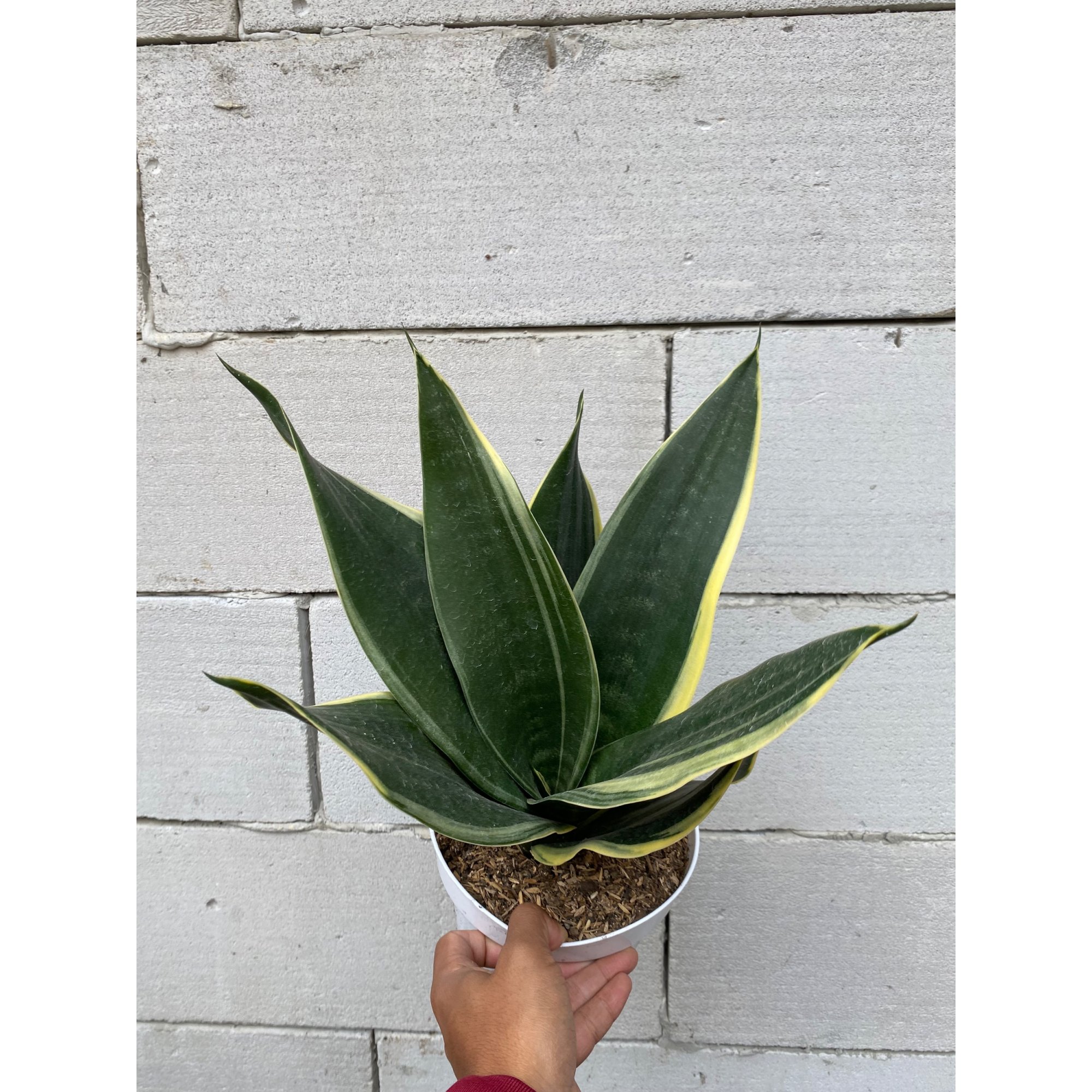 Sansevieria Dimaond Flame, real feature image plant.