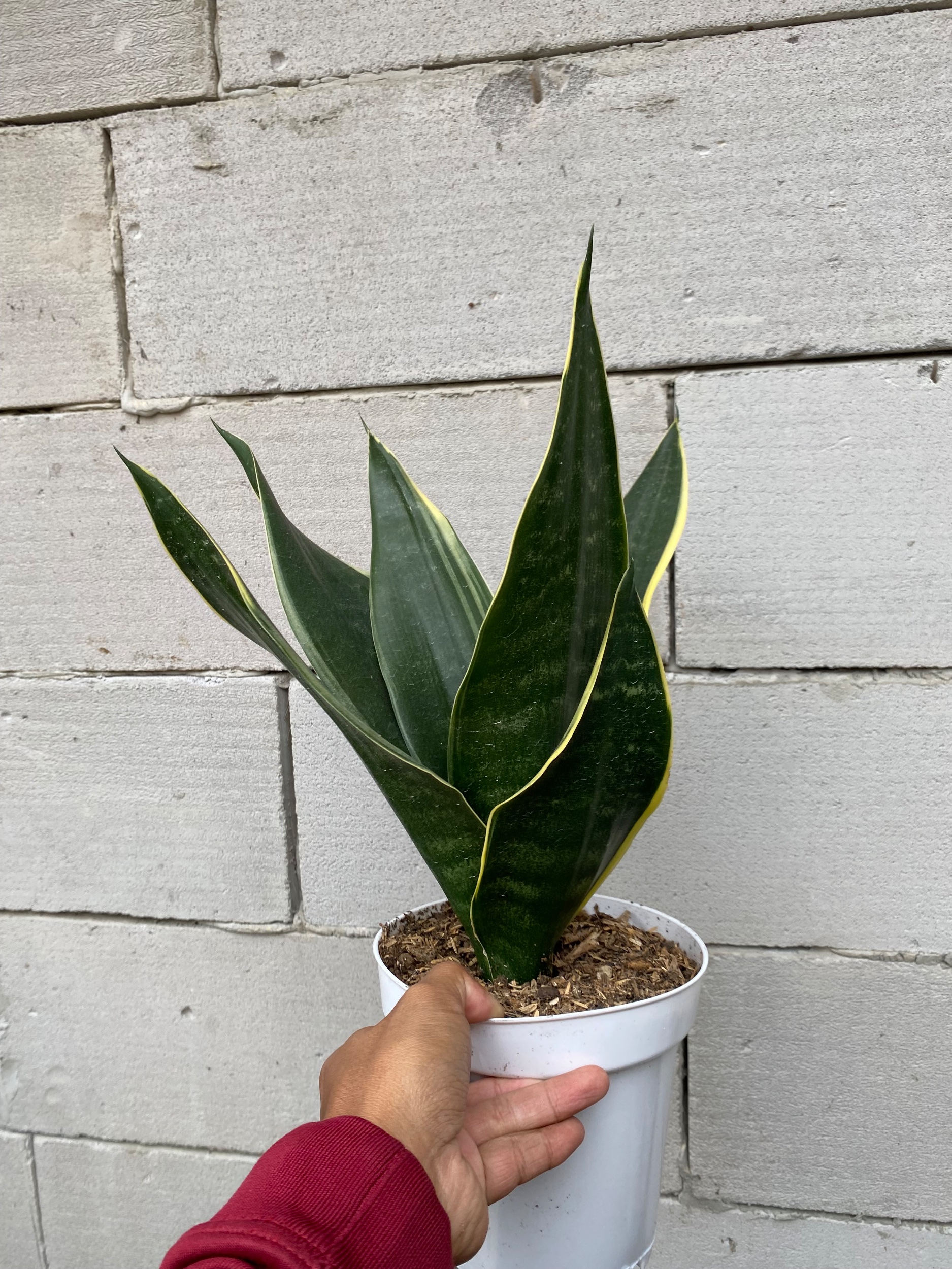 Sansevieria Dimaond Flame, real gallery image #1 plants.