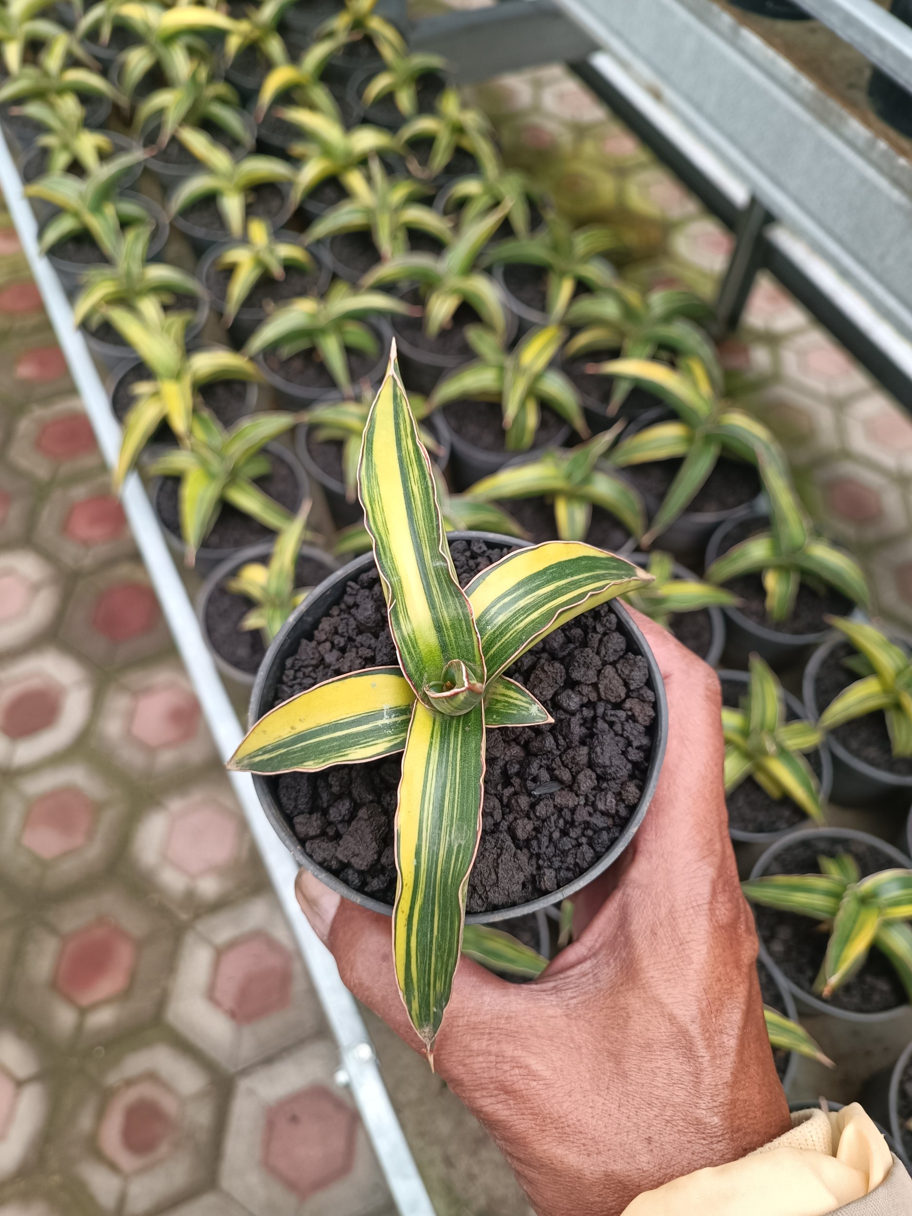 Sansevieria Dragon Green Clone Variegated size 12 cm, real gallery image #1 plants.