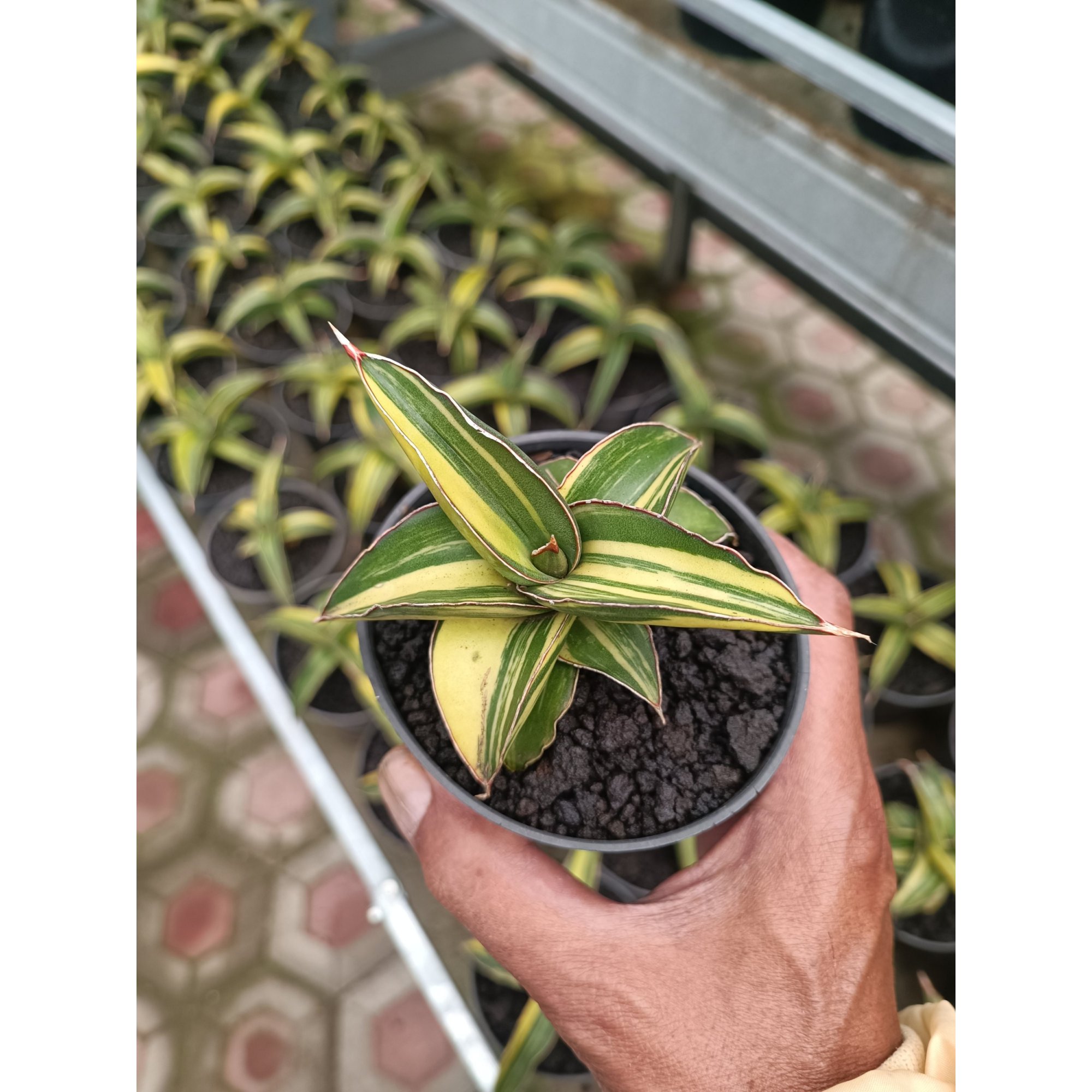 Sansevieria Dragon Green Clone Variegated size 12 cm, real feature image plant.