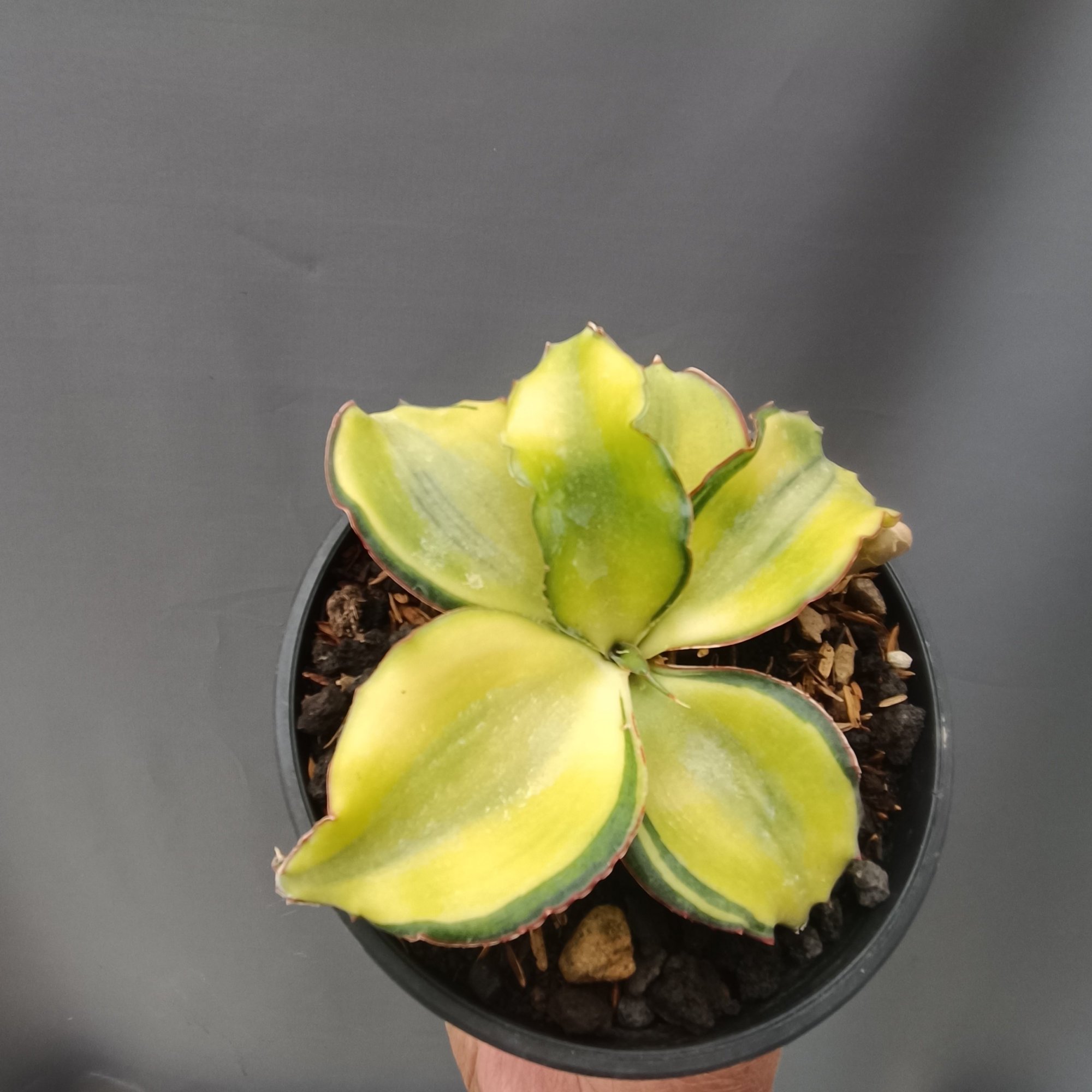Sansevieria Forskaoliana Variegated, real feature image plant.
