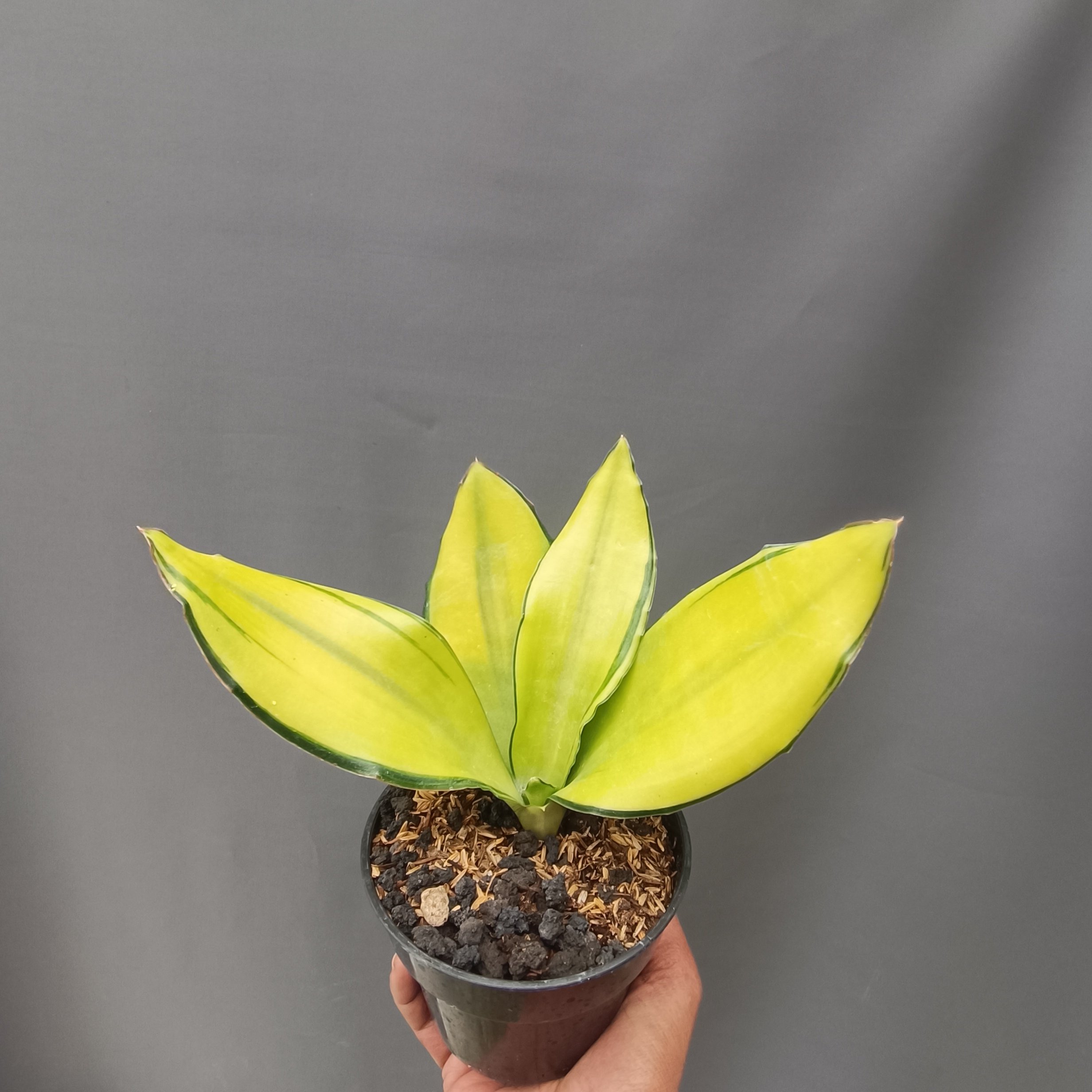 kaktus.id