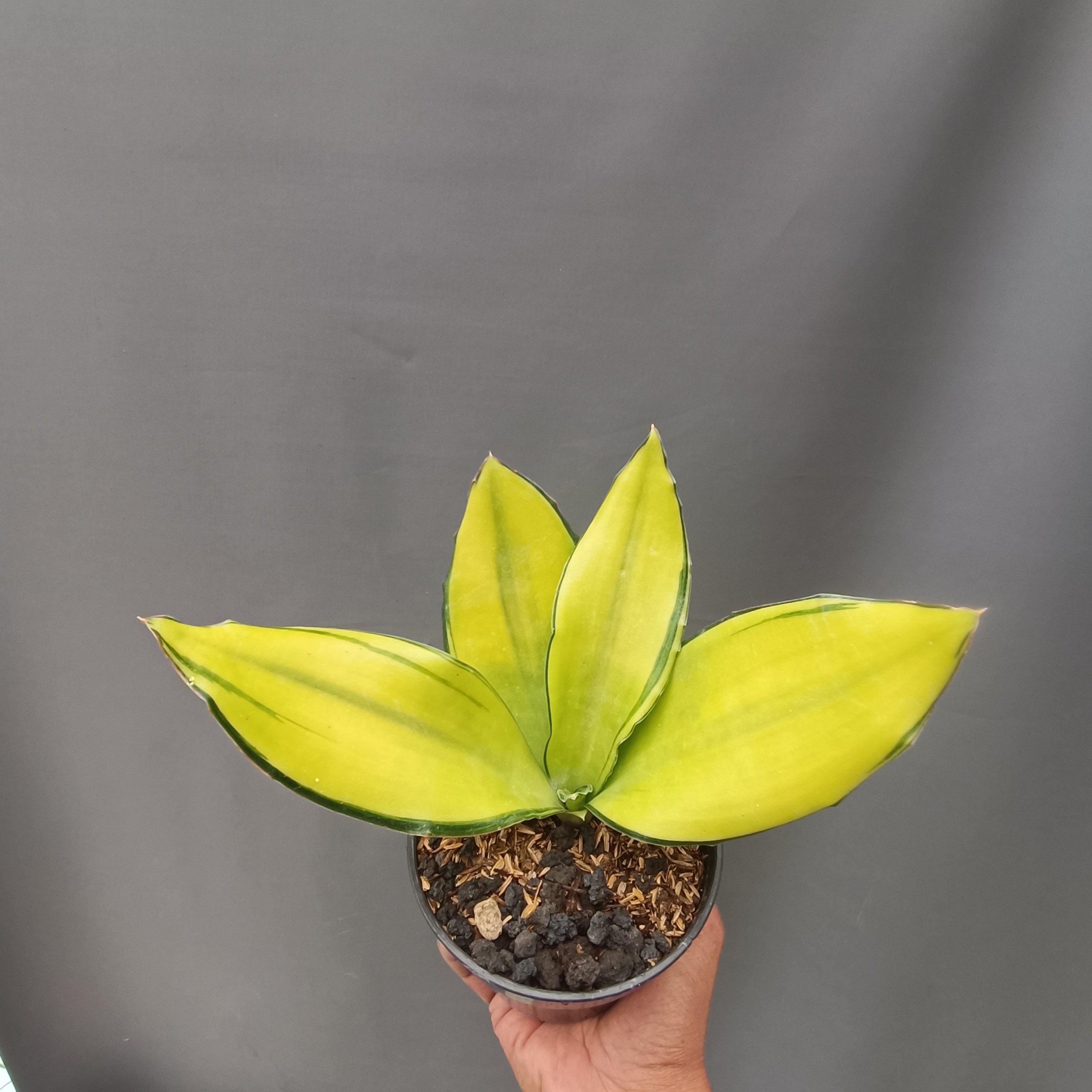 kaktus.id