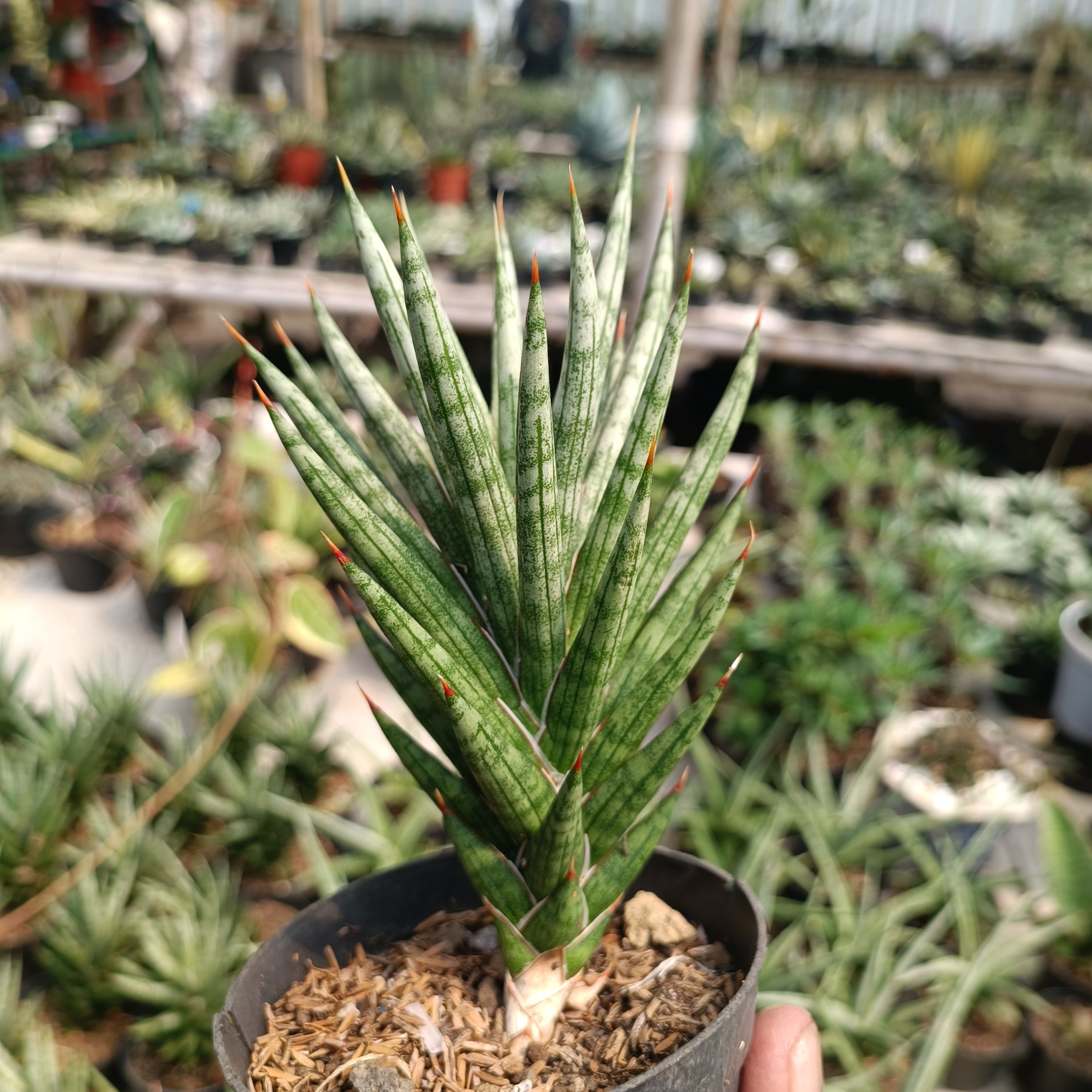 Sansevieria Francisii Gracilis size 15 cm, real gallery image #1 plants.