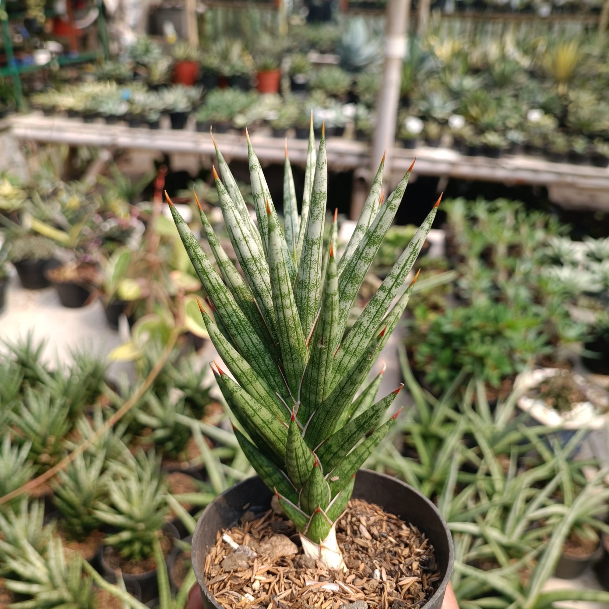 Sansevieria Francisii Gracilis size 15 cm, real feature image plant.