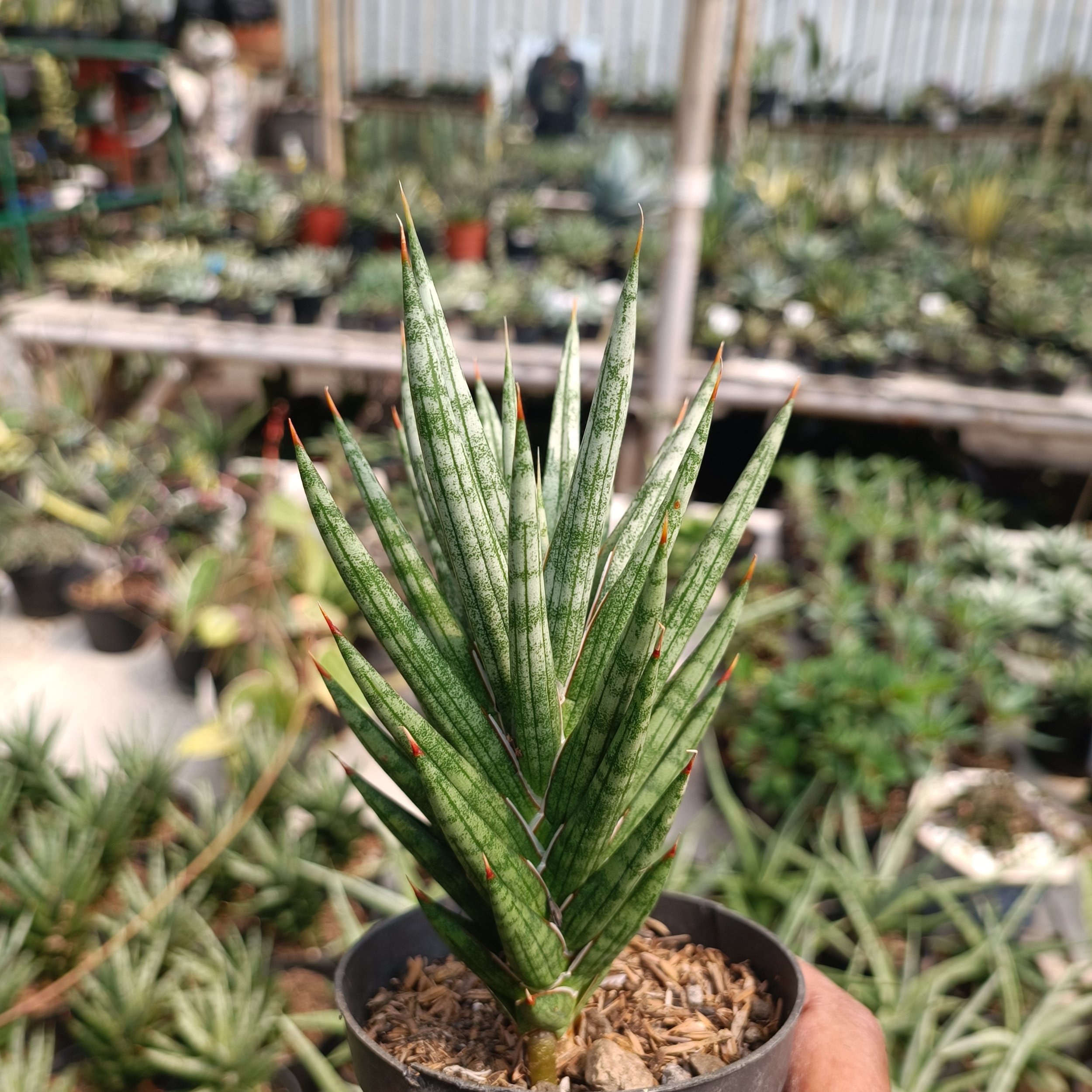 kaktus.id
