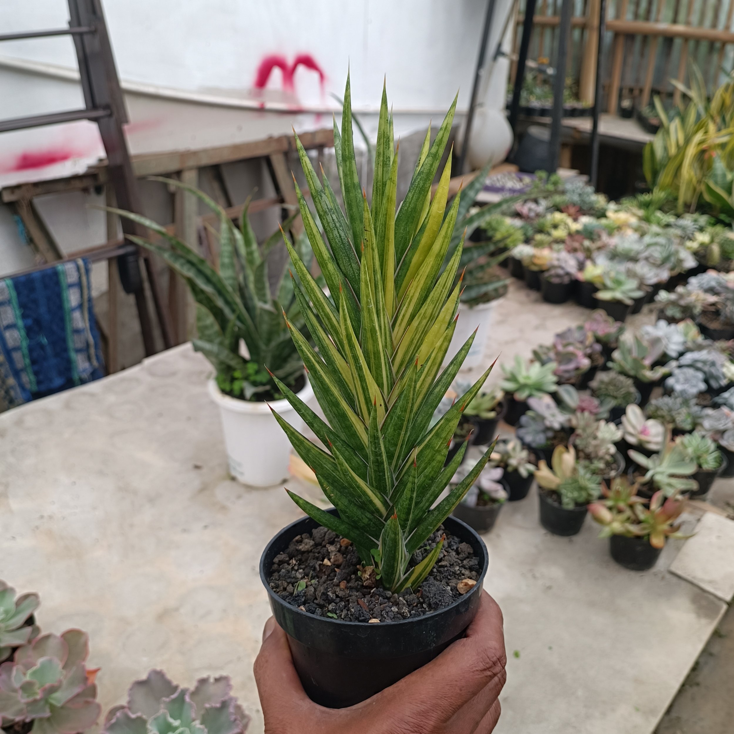 Sansevieria Francisii Gracilis Veriegated .20 Cm, real gallery image #1 plants.