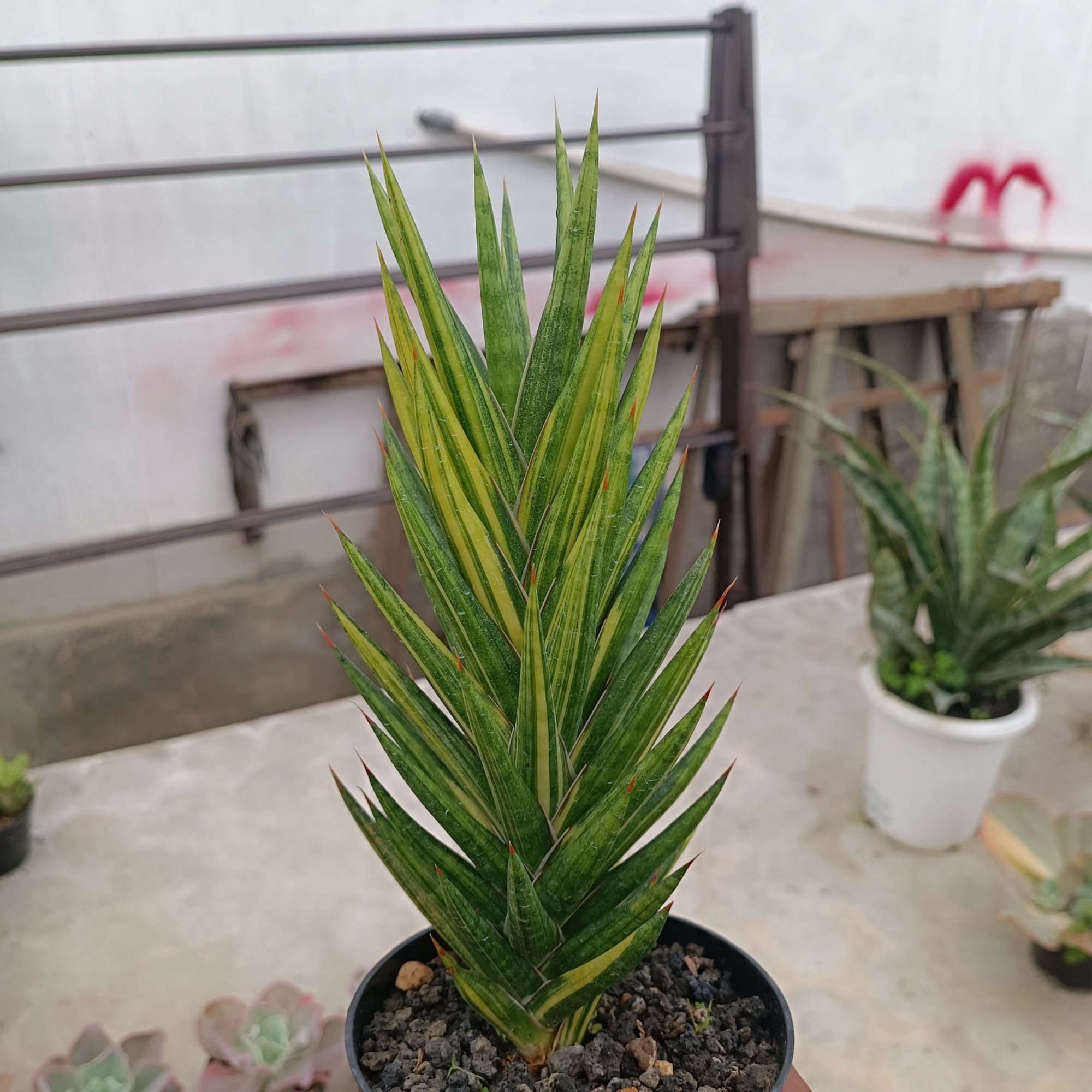 2439. Sansevieria Francisii Gracilis Veriegated .20 Cm