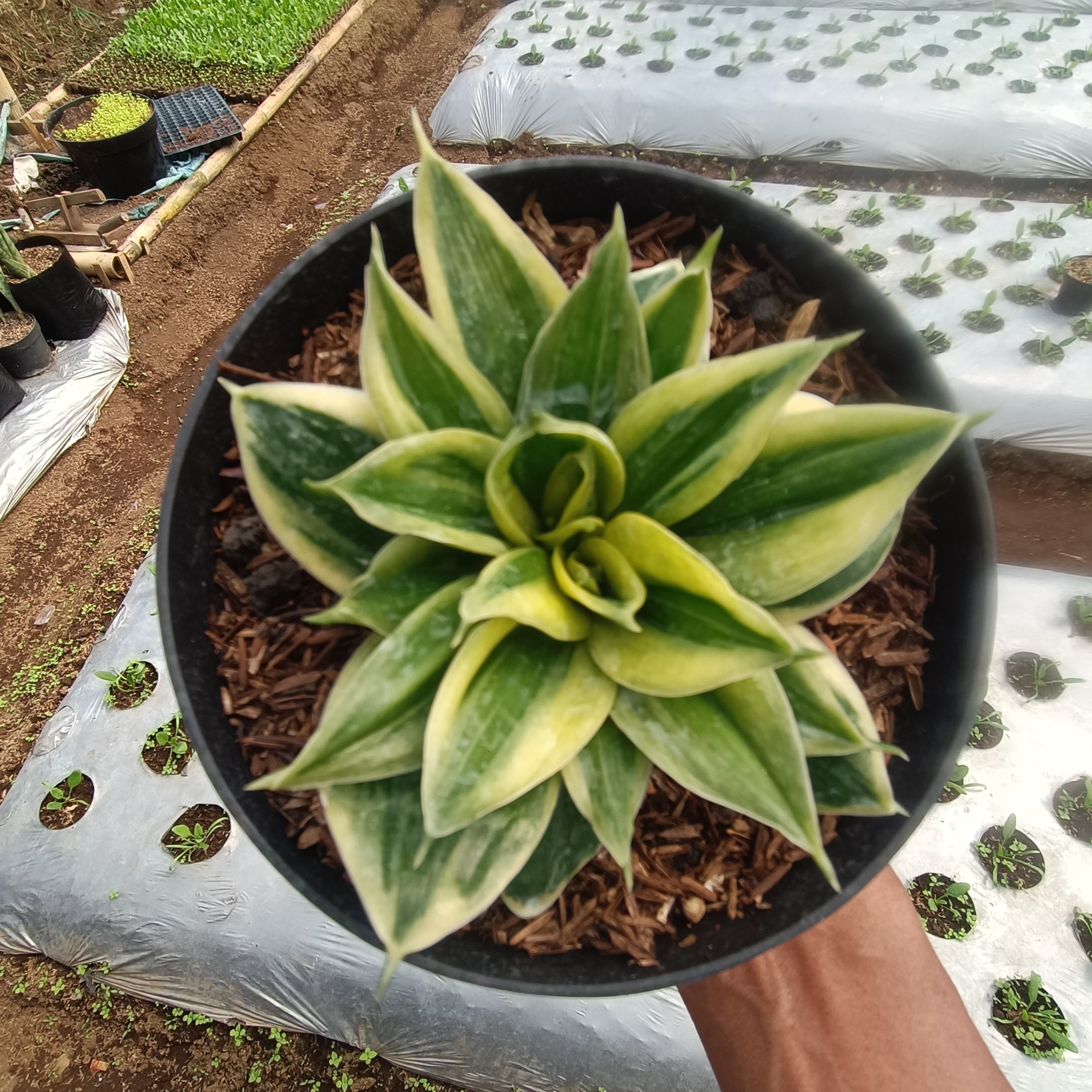 Sansevieria Gilt Edge, real gallery image #1 plants.
