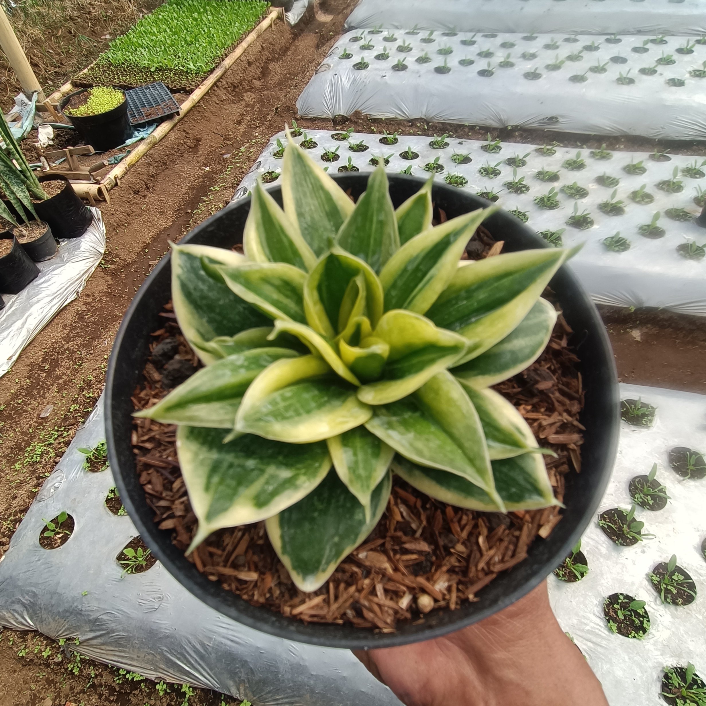 kaktus.id