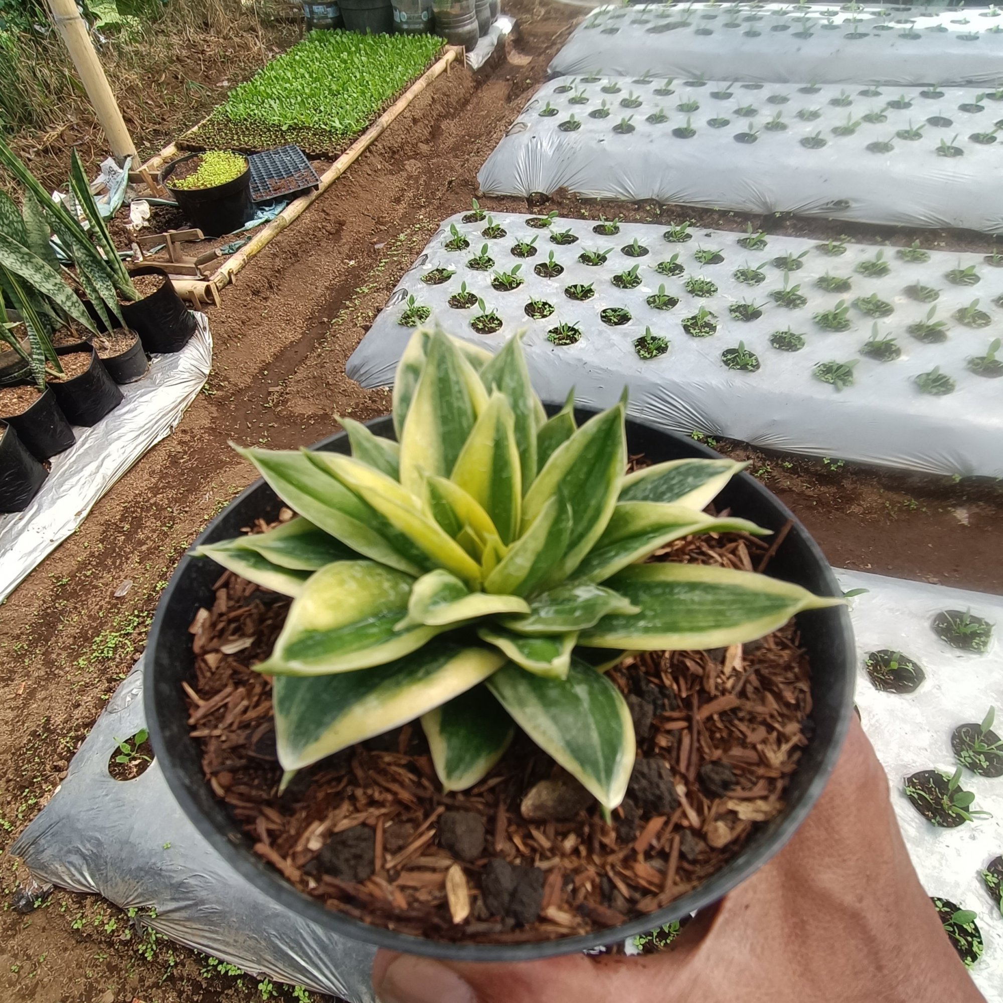 Sansevieria Gilt Edge, real feature image plant.