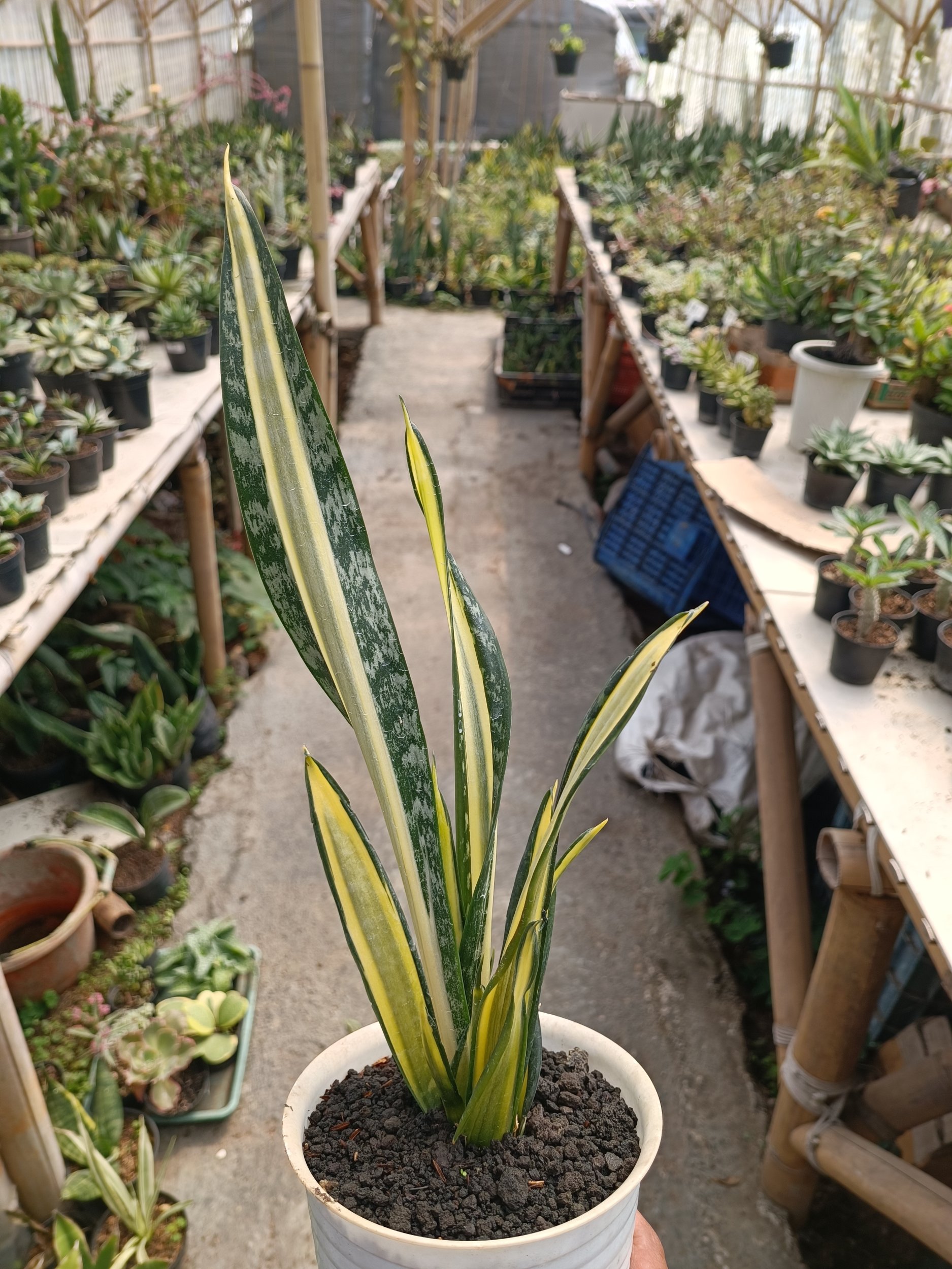 Sansevieria Golden Street Mutation, real gallery image #1 plants.