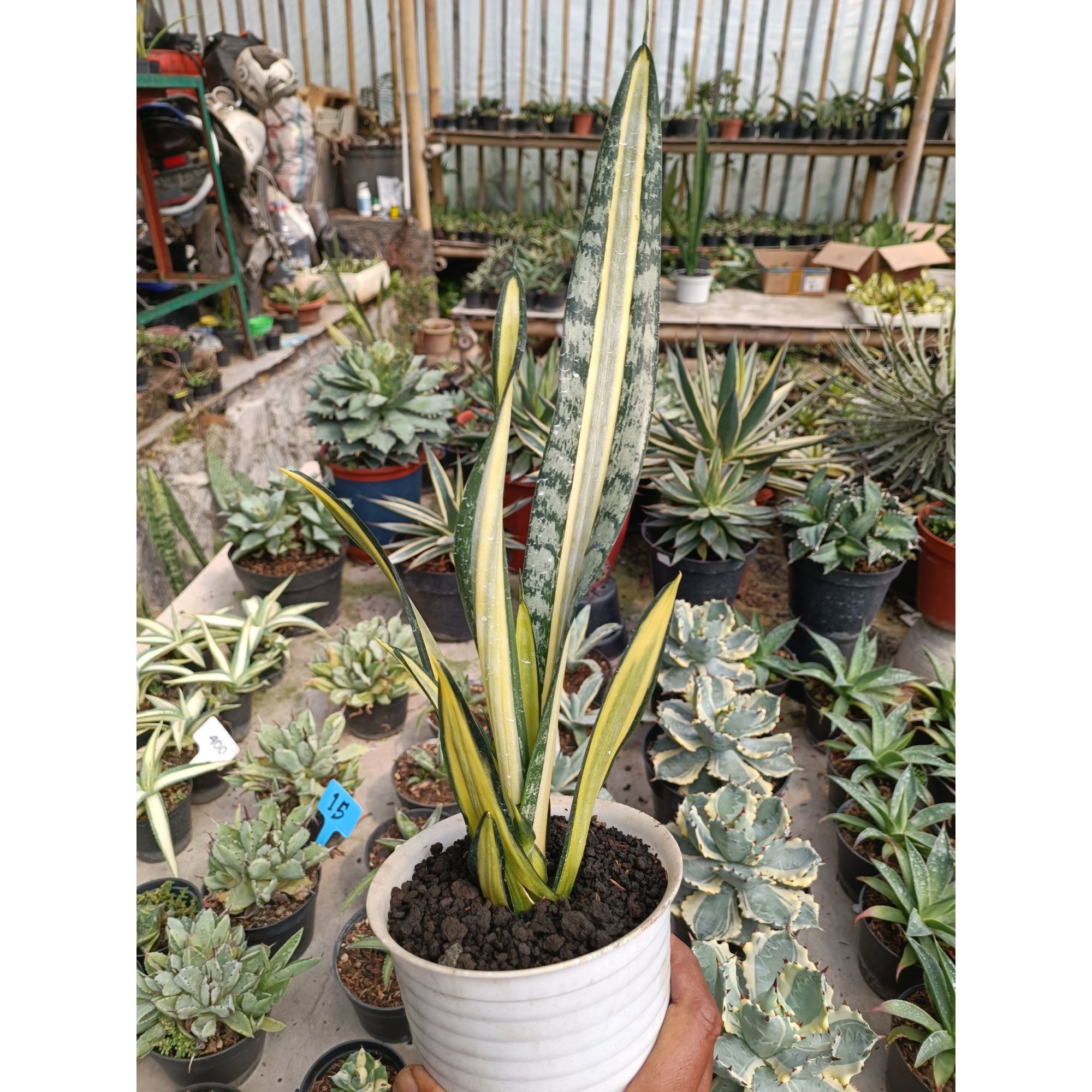 Sansevieria Golden Street Mutation, real feature image plant.