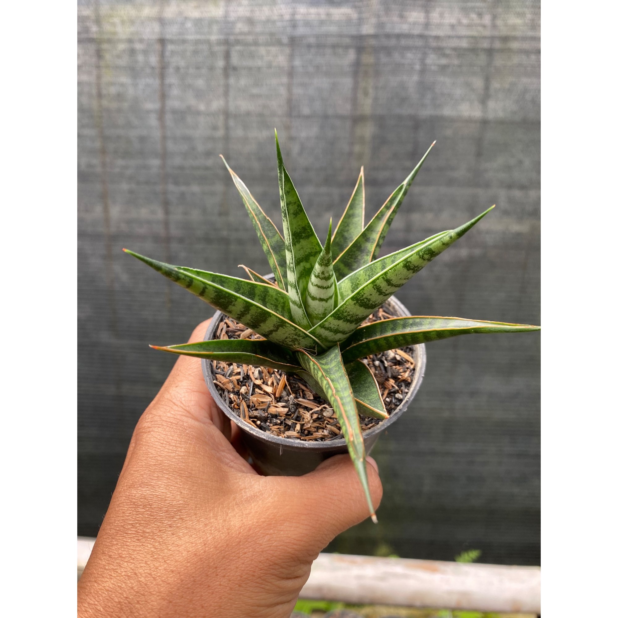 Sansevieria Hybrid Asancaya, real feature image plant.