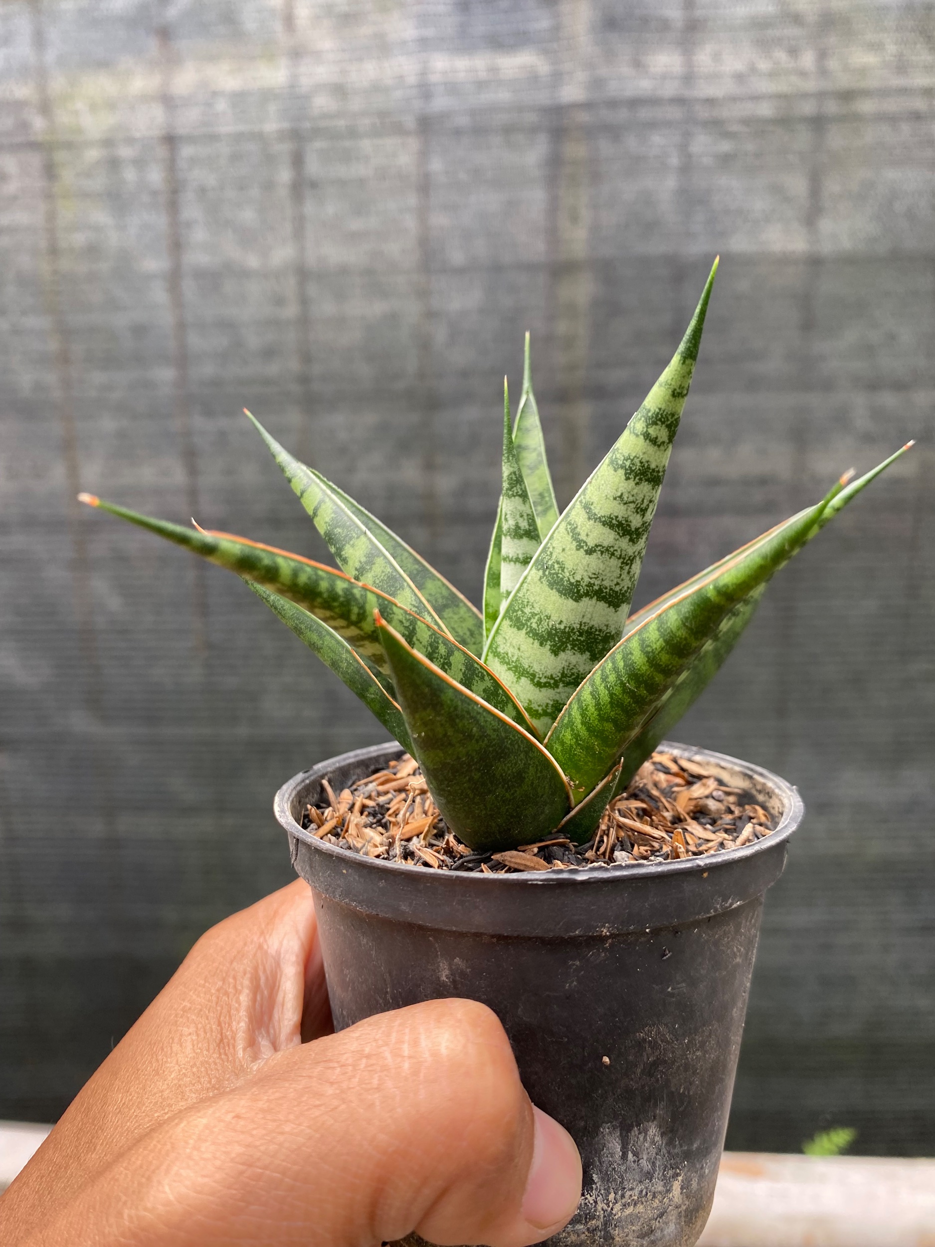 Sansevieria Hybrid Asancaya, real gallery image #1 plants.