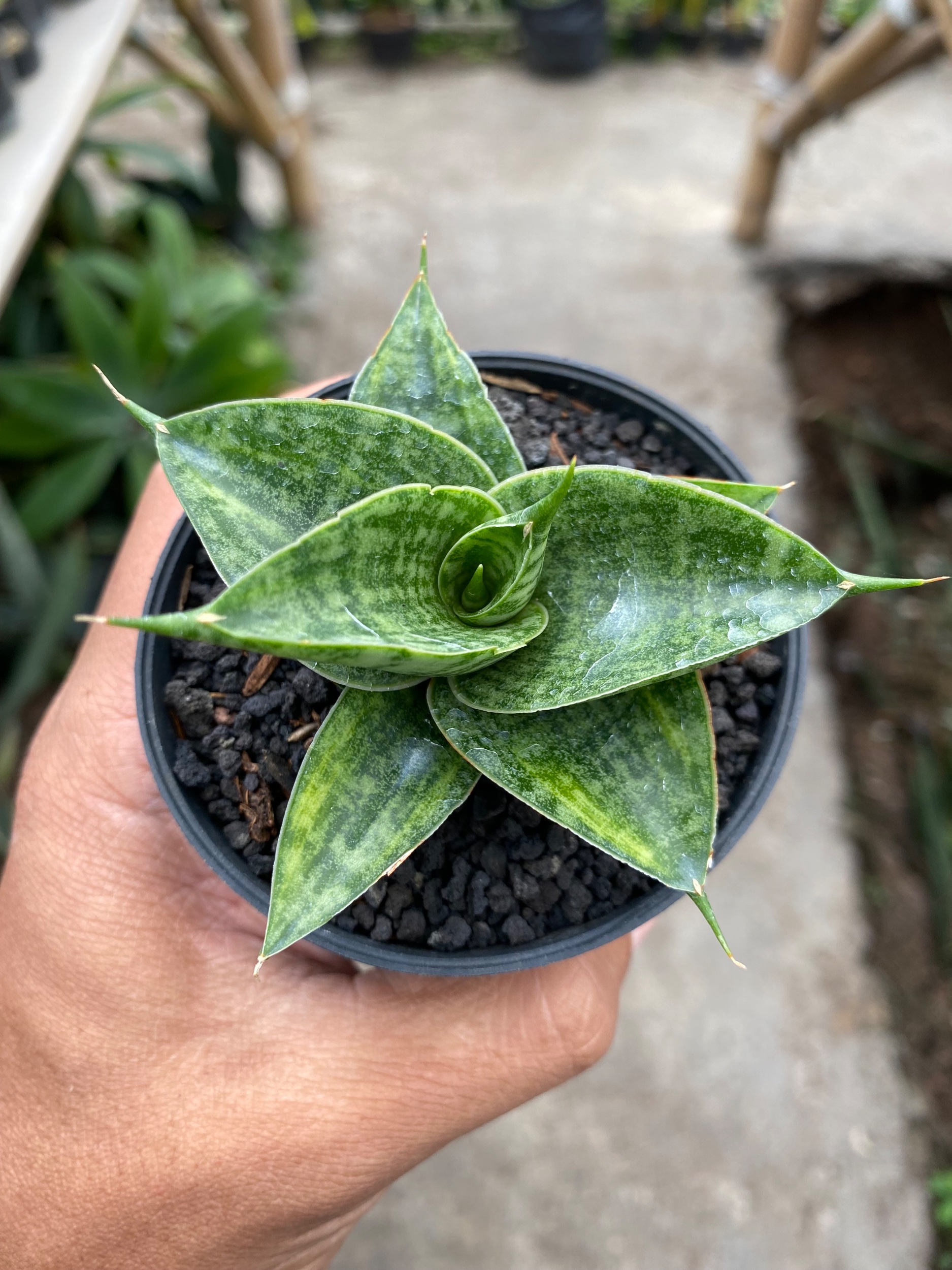 Sansevieria Hybrid Sindoro Litle Variegated, real gallery image #1 plants.