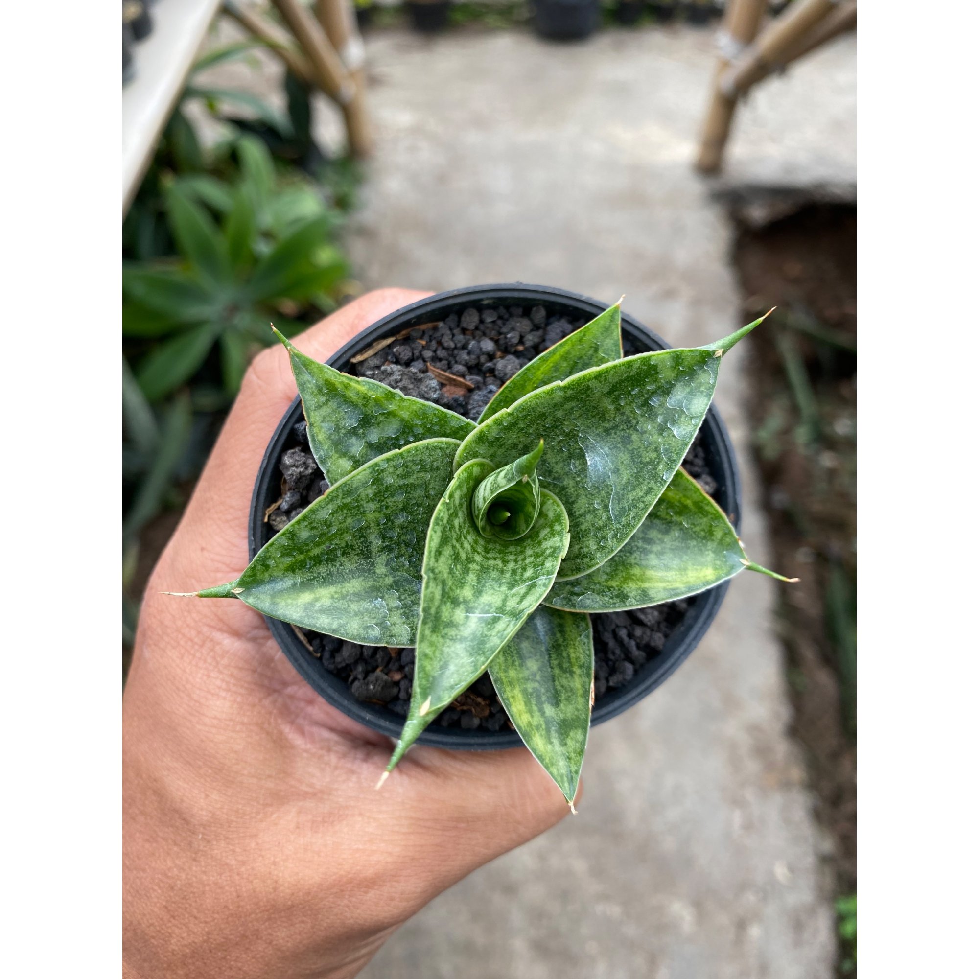 Sansevieria Hybrid Sindoro Litle Variegated, real feature image plant.
